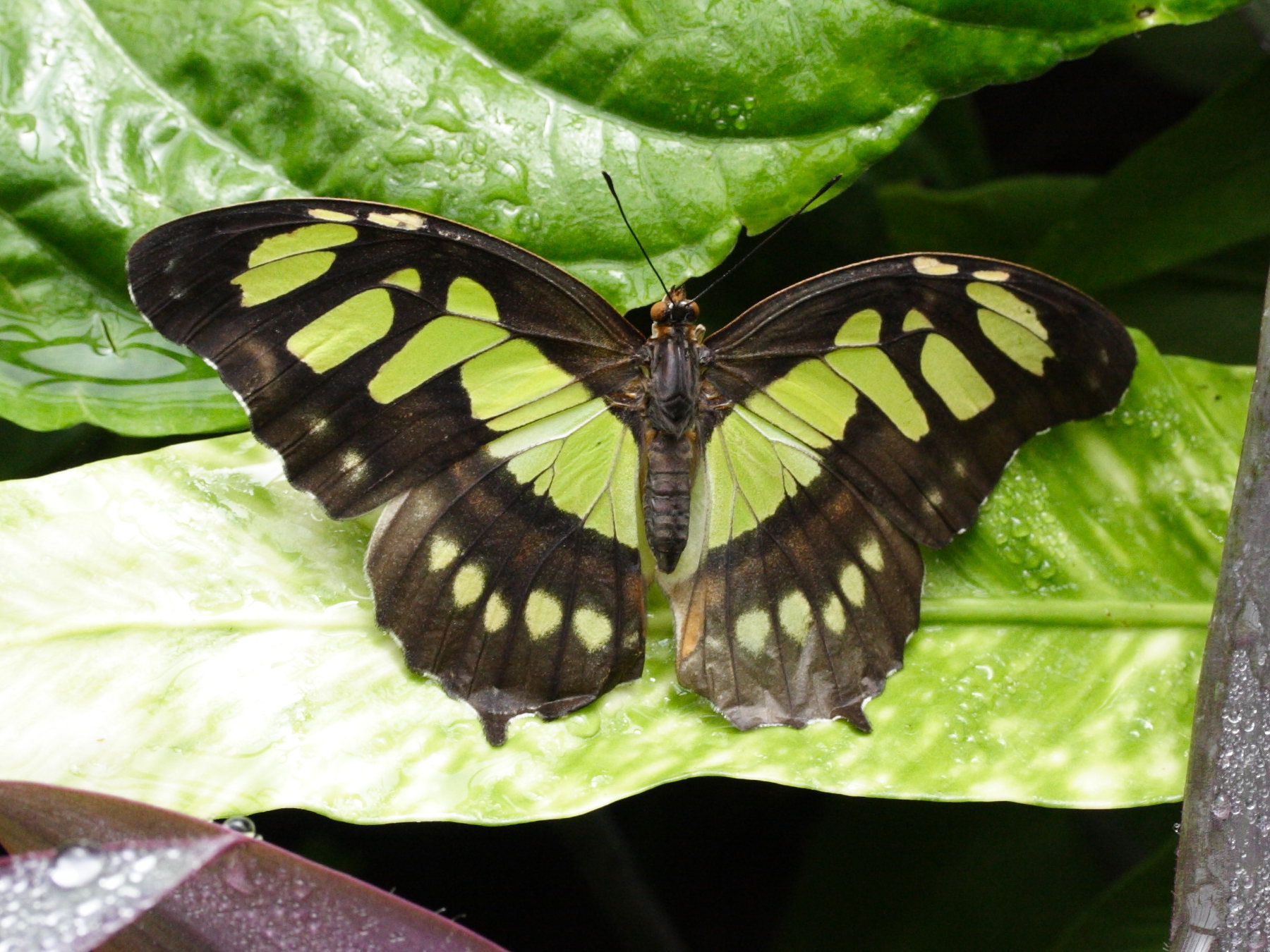 siproeta_steneles3md