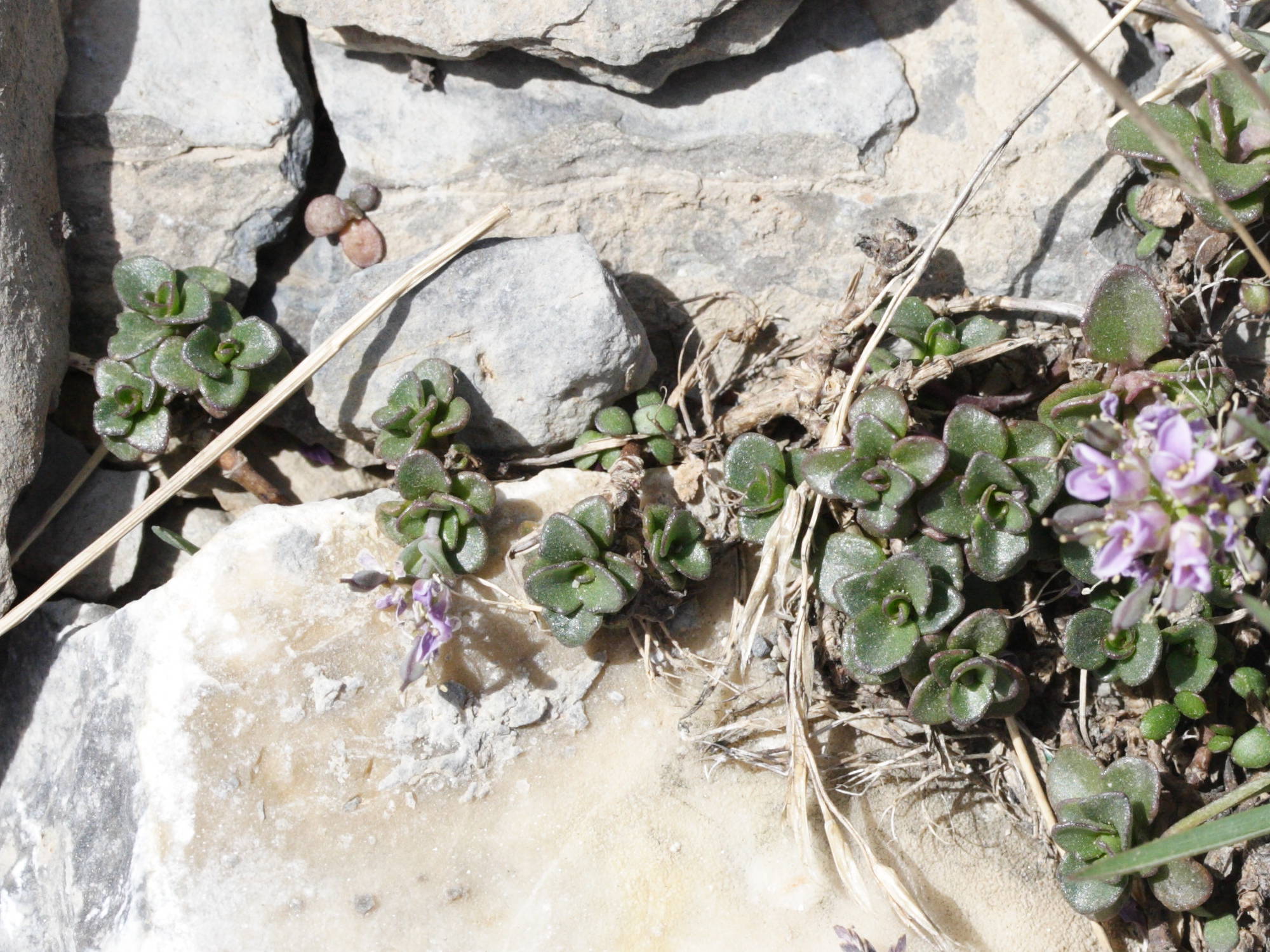 thlaspi_rotundifolia1md