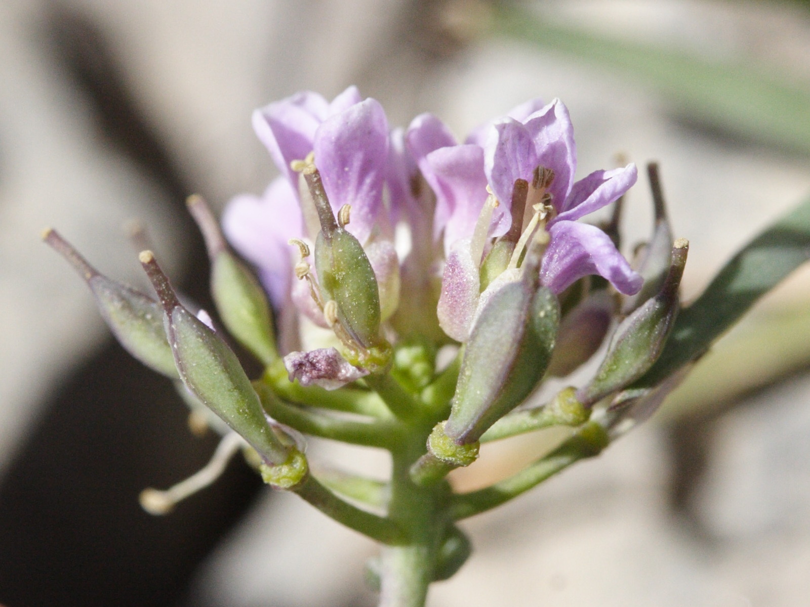 thlaspi_rotundifolia2md