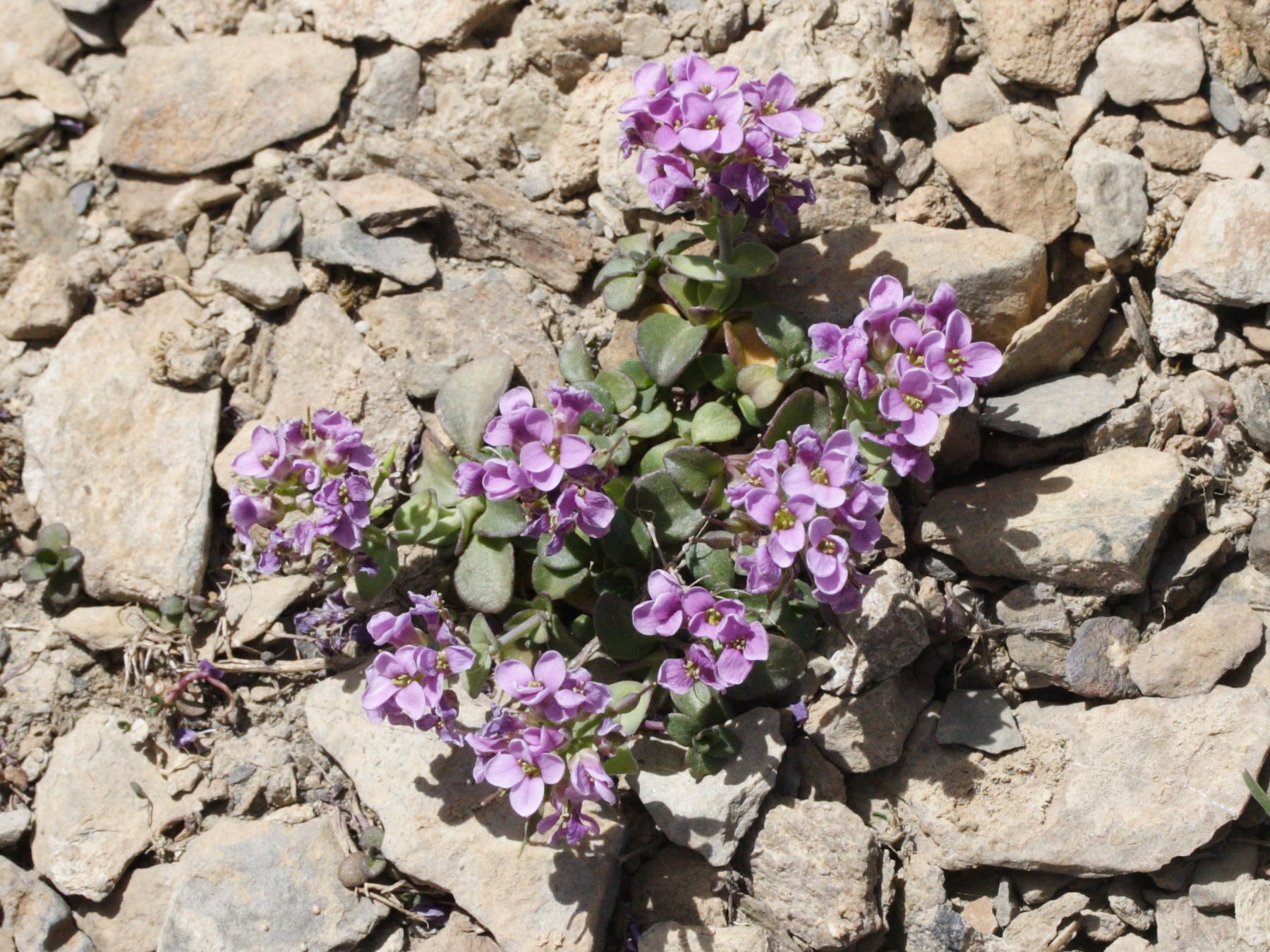 thlaspi_rotundifolia3md