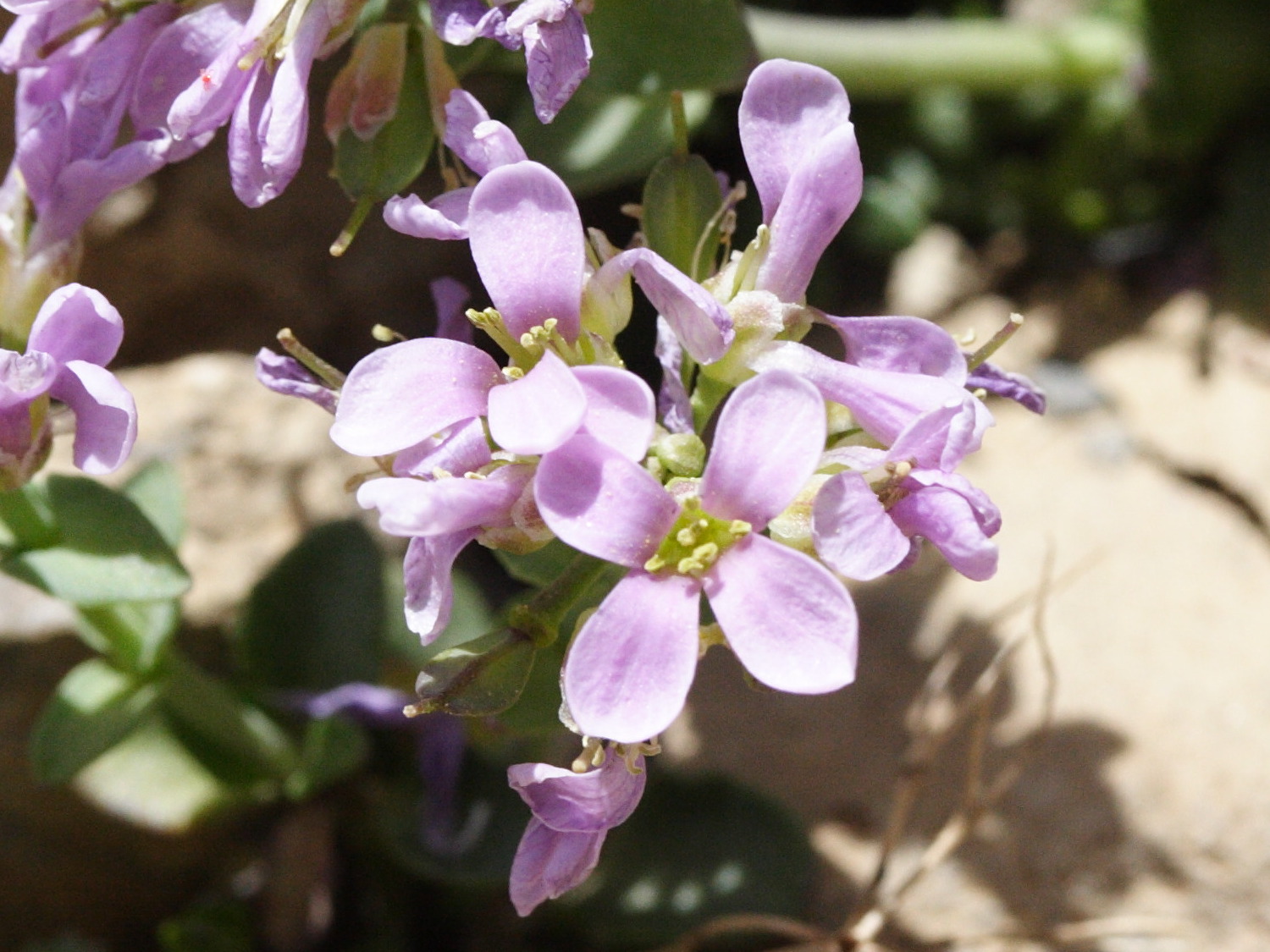 thlaspi_rotundifolia4md