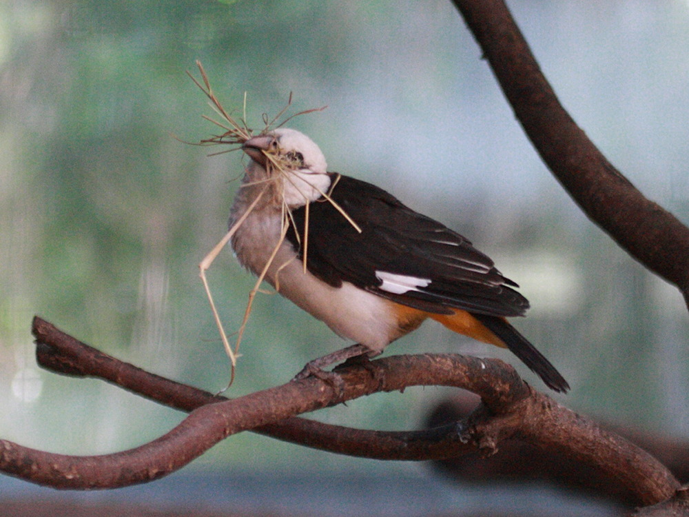 tisserin_des_buffles_-_dinemellia_dinemellii3bd