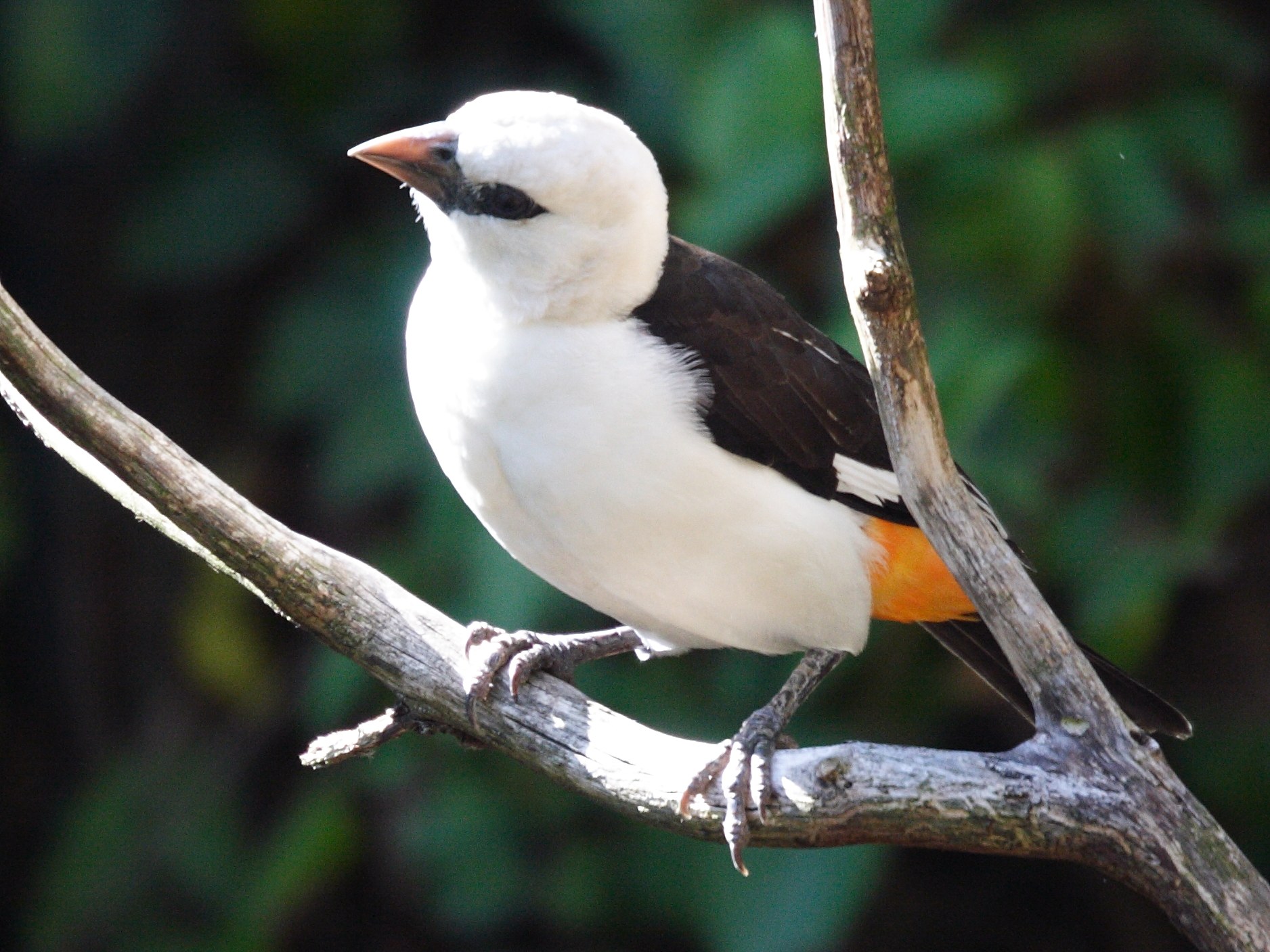 tisserin_des_buffles_-_dinemellia_dinemellii4md