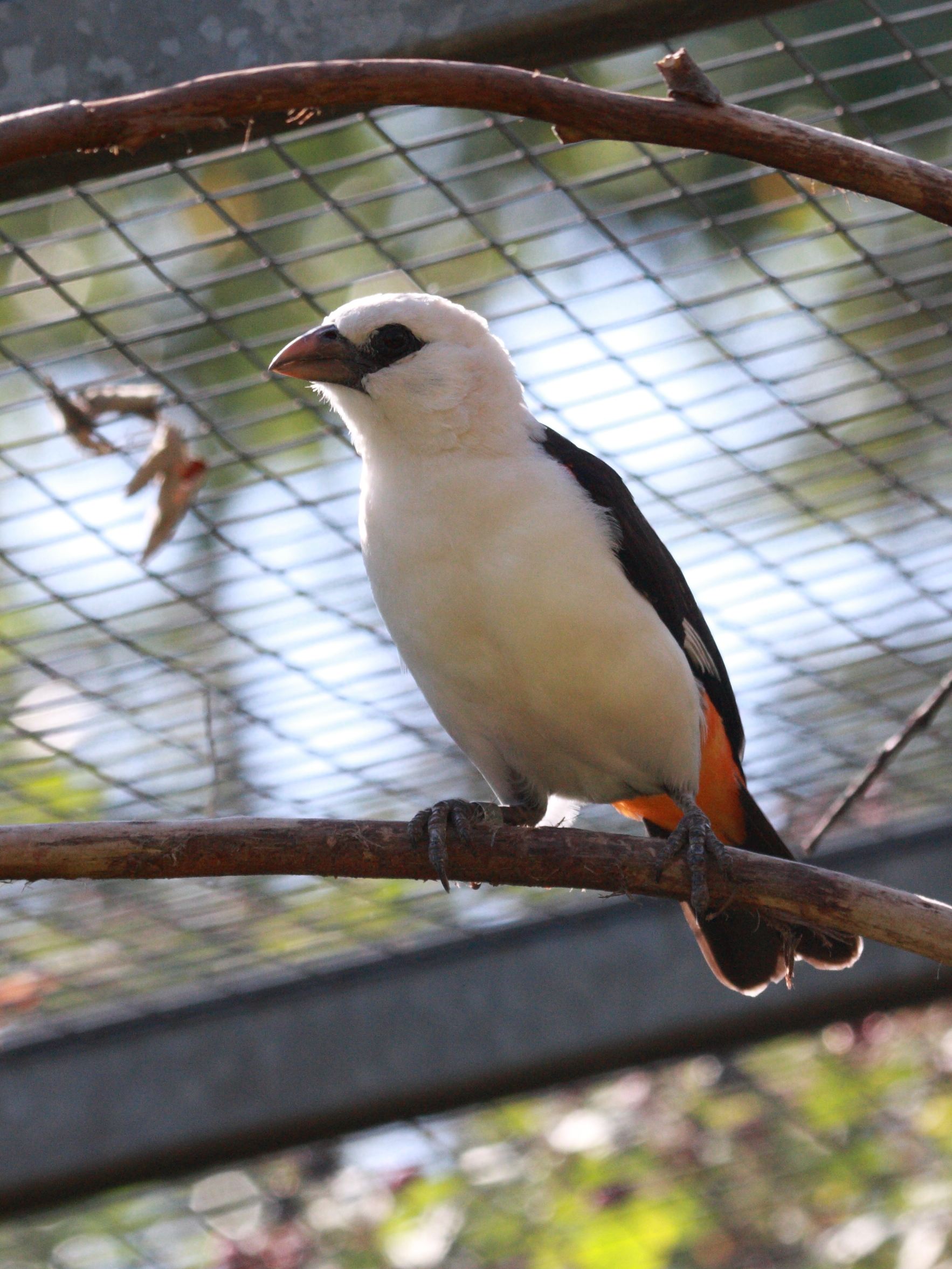 tisserin_des_buffles_-_dinemellia_dinemellii5bd