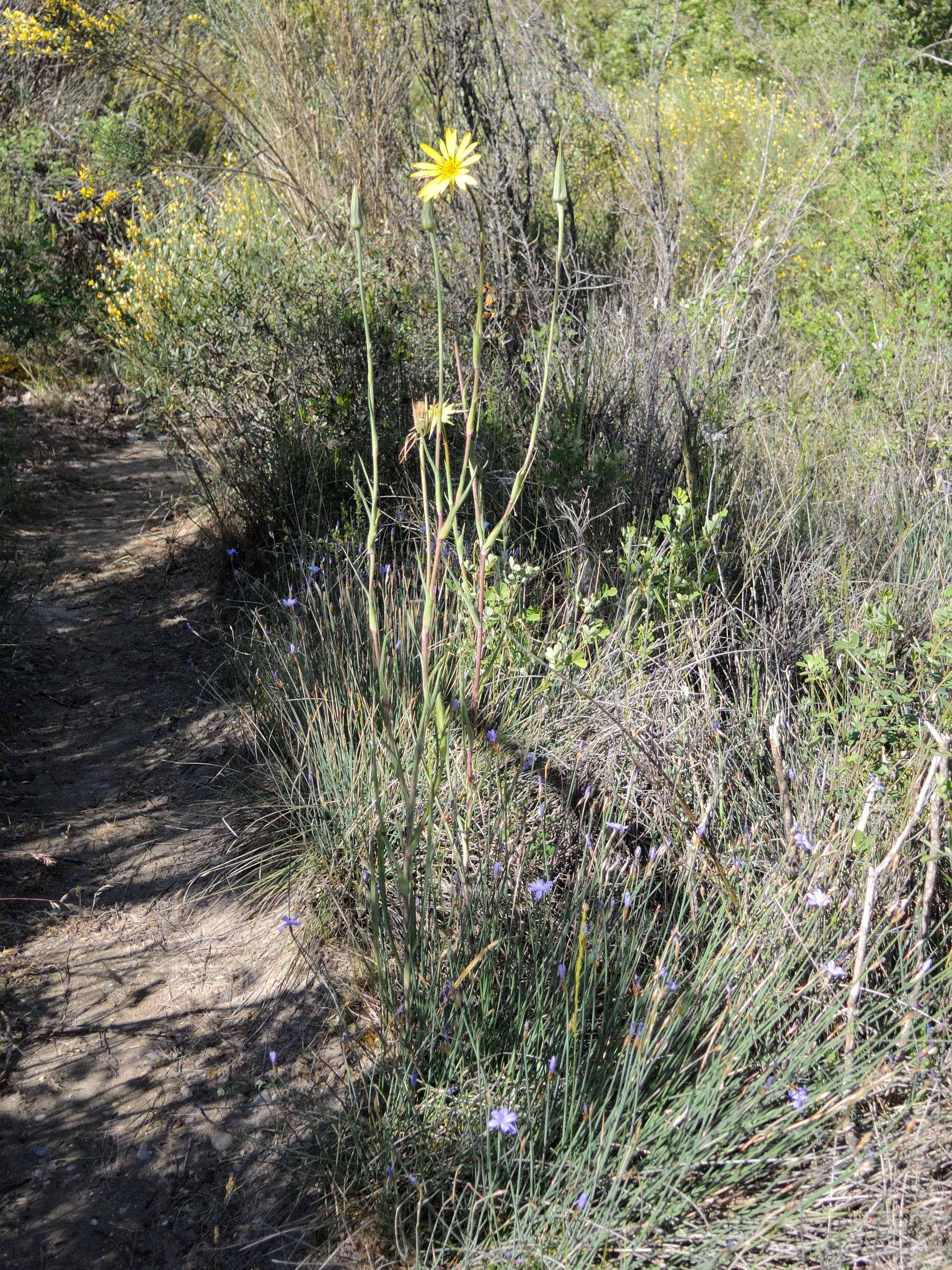 Afficher le média tragopogon_pratensis_pratensis1md tragopogon_pratensis_pratensis1md