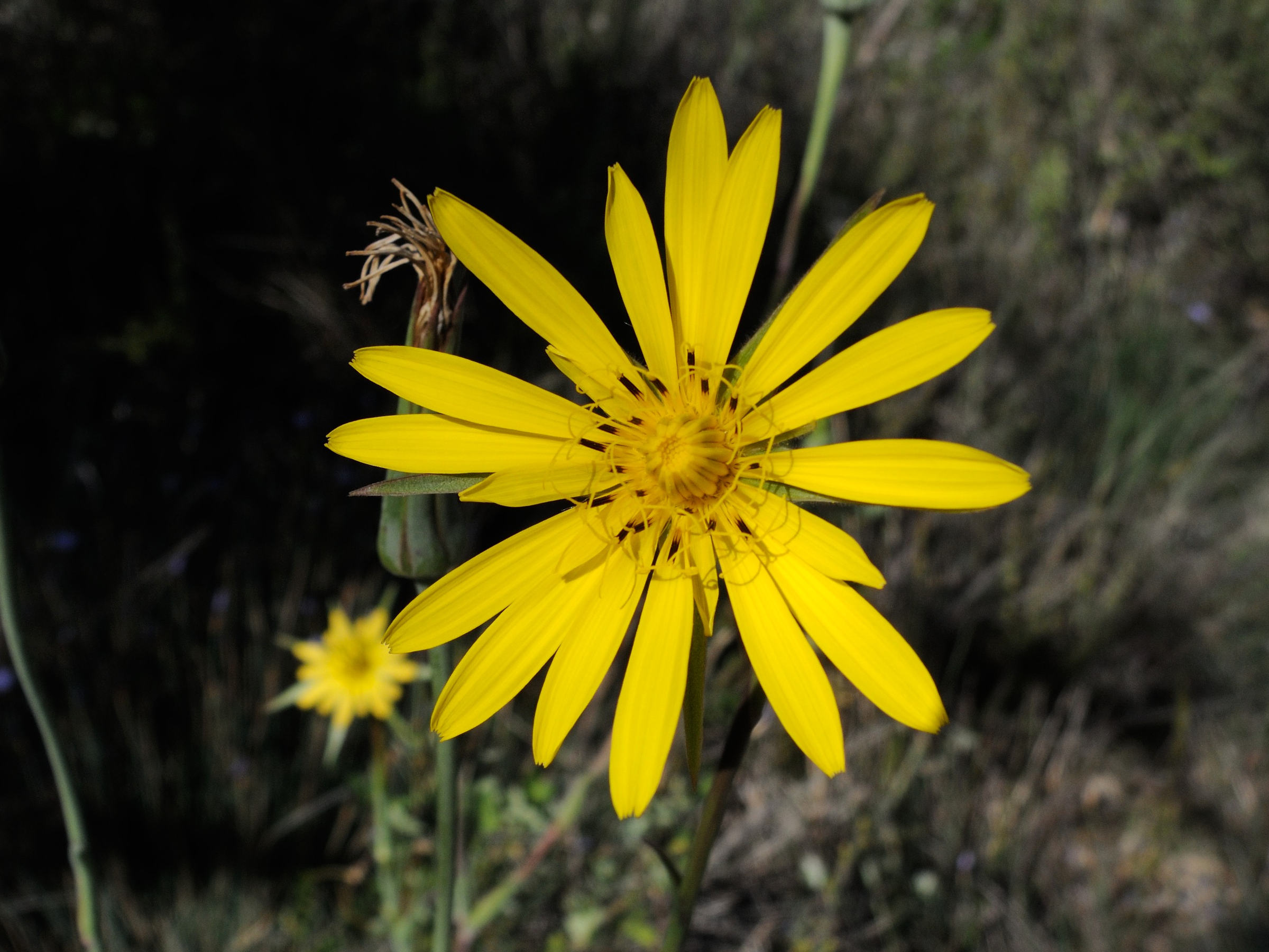 Afficher le média tragopogon_pratensis_pratensis2md tragopogon_pratensis_pratensis2md