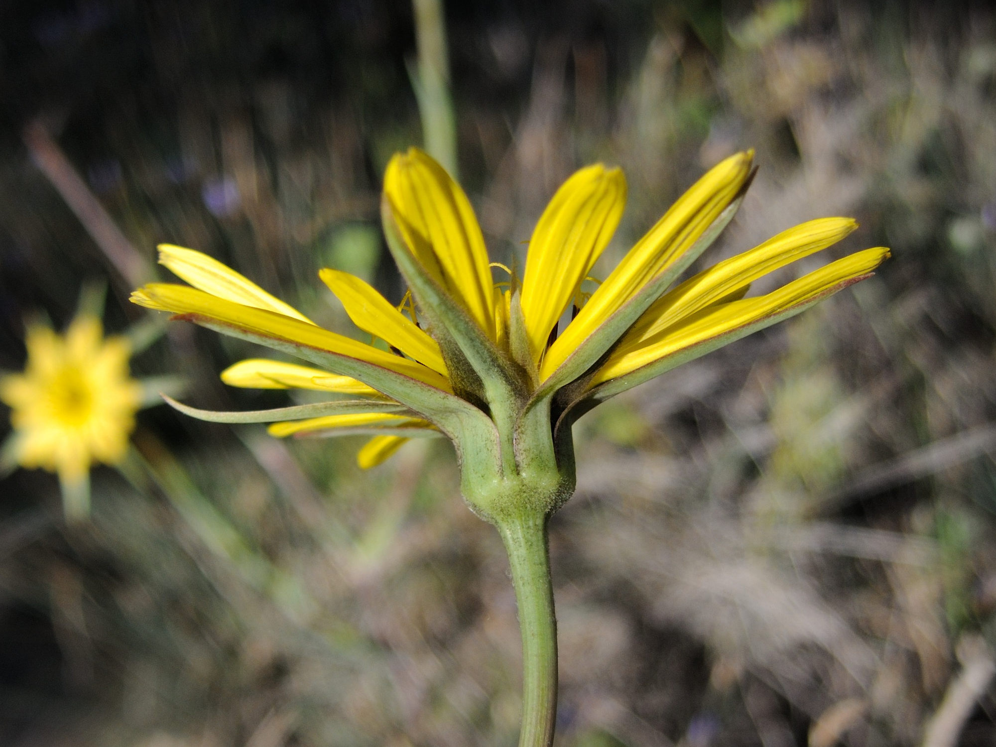 Afficher le média tragopogon_pratensis_pratensis3md tragopogon_pratensis_pratensis3md