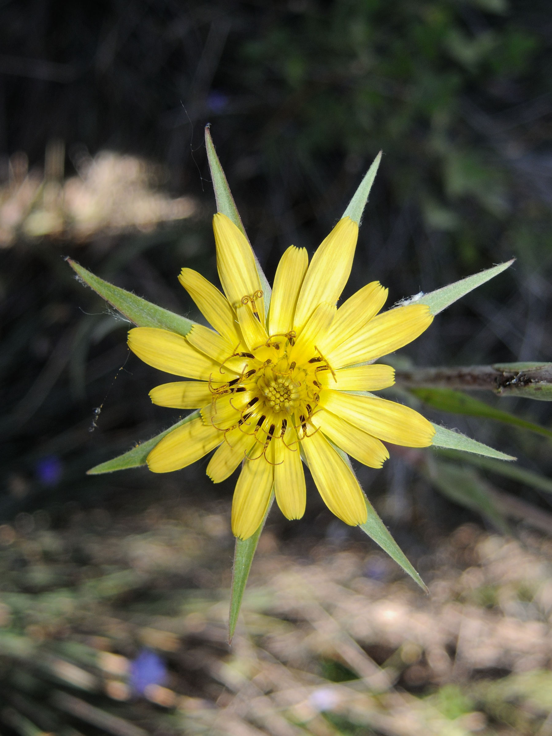 Afficher le média tragopogon_pratensis_pratensis4md tragopogon_pratensis_pratensis4md