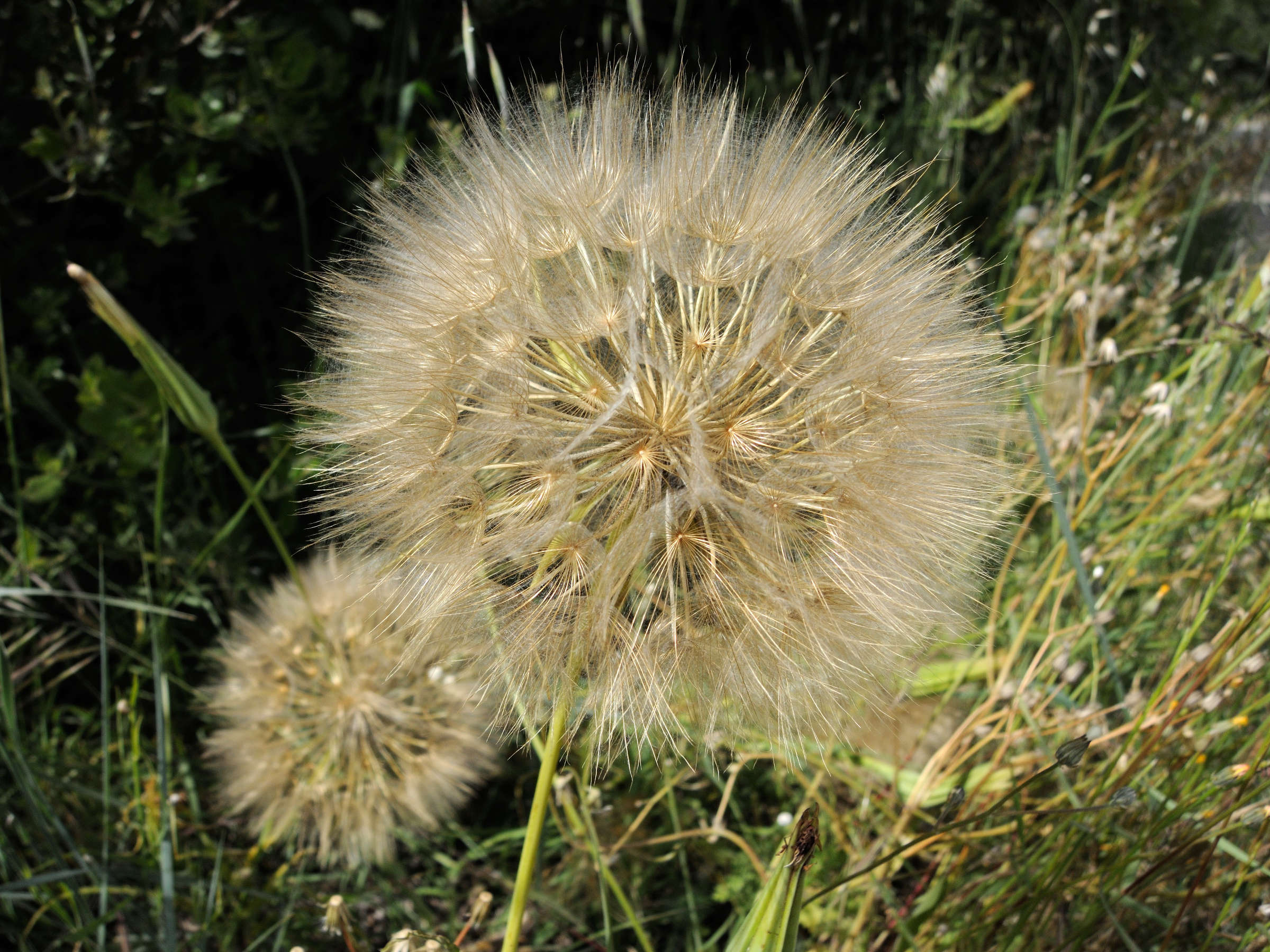 Afficher le média tragopogon_pratensis_pratensis5md tragopogon_pratensis_pratensis5md