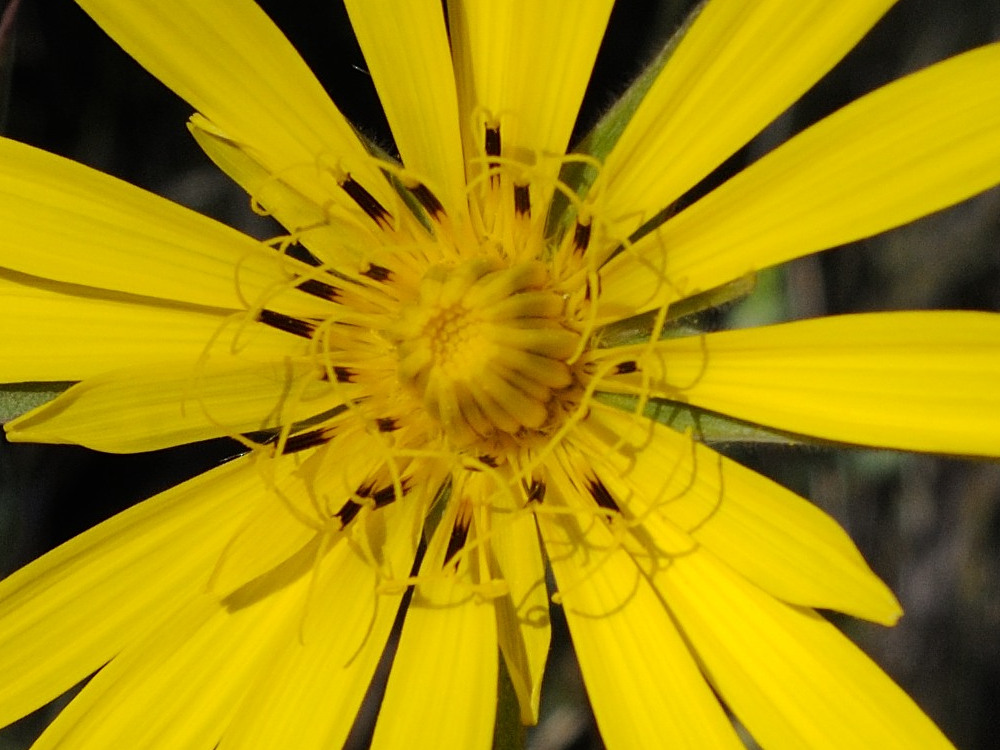 Afficher le média tragopogon_pratensis_pratensis6md tragopogon_pratensis_pratensis6md