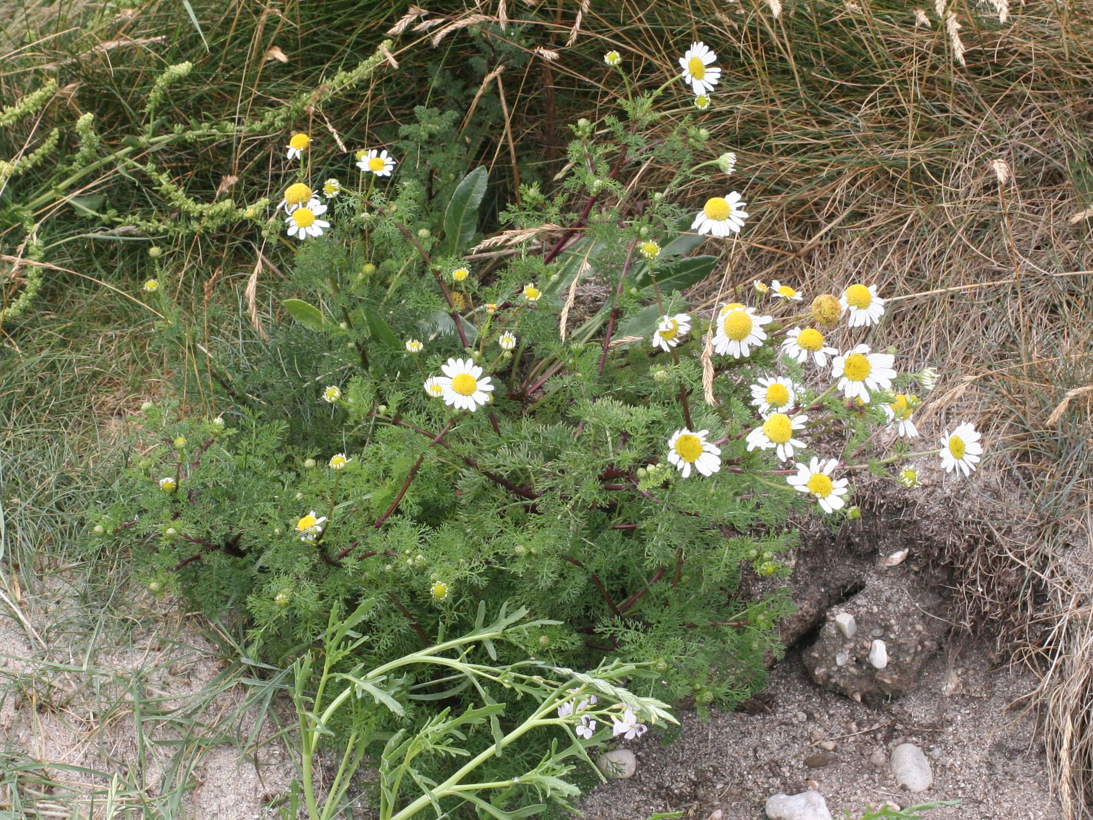 Afficher le média tripleurospermum_maritimum1md tripleurospermum_maritimum1md