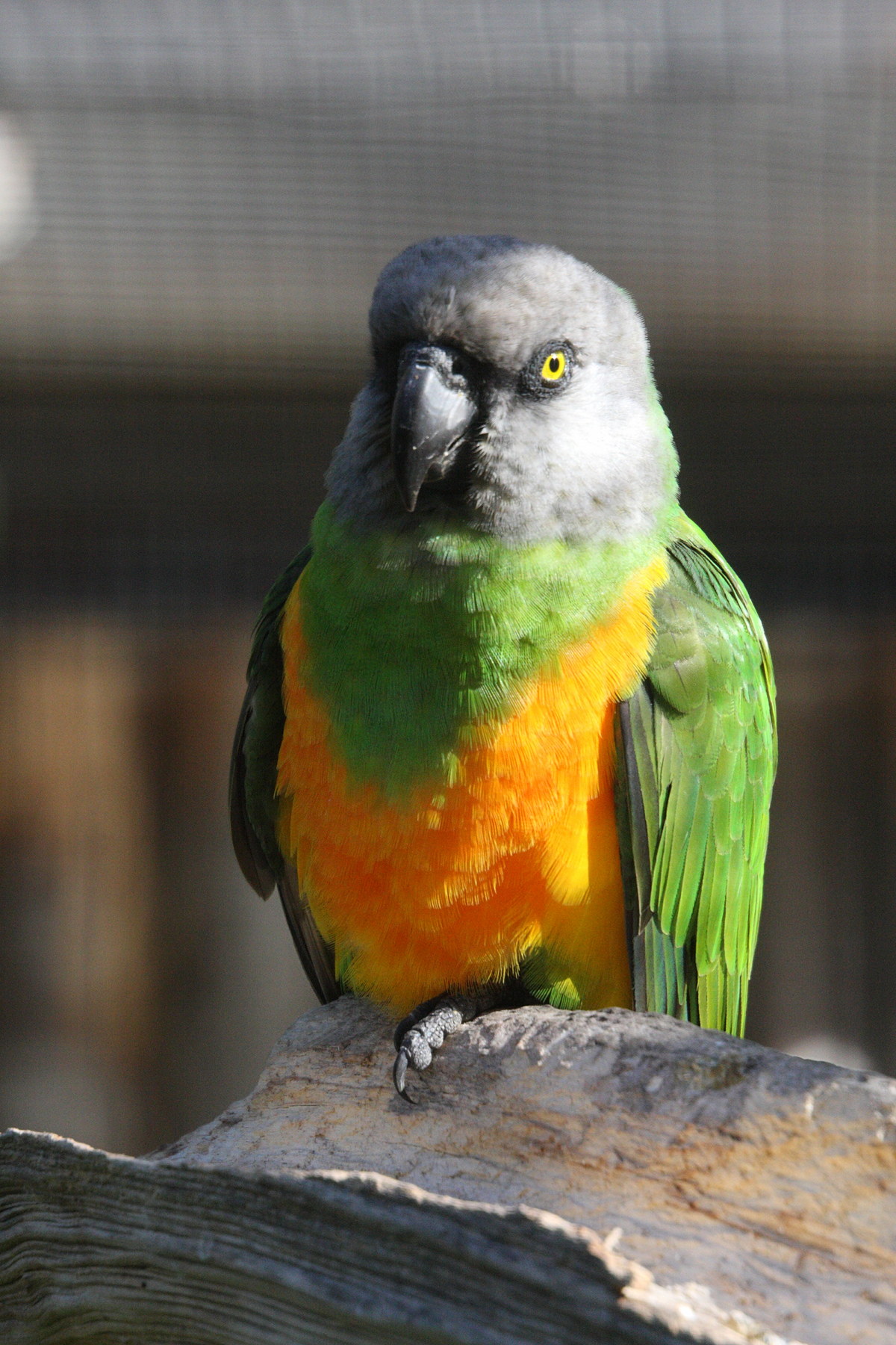 youyou_du_senegal_-_poicephalus_senegalus2md