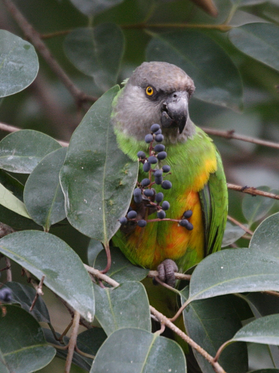youyou_du_senegal_-_poicephalus_senegalus3md