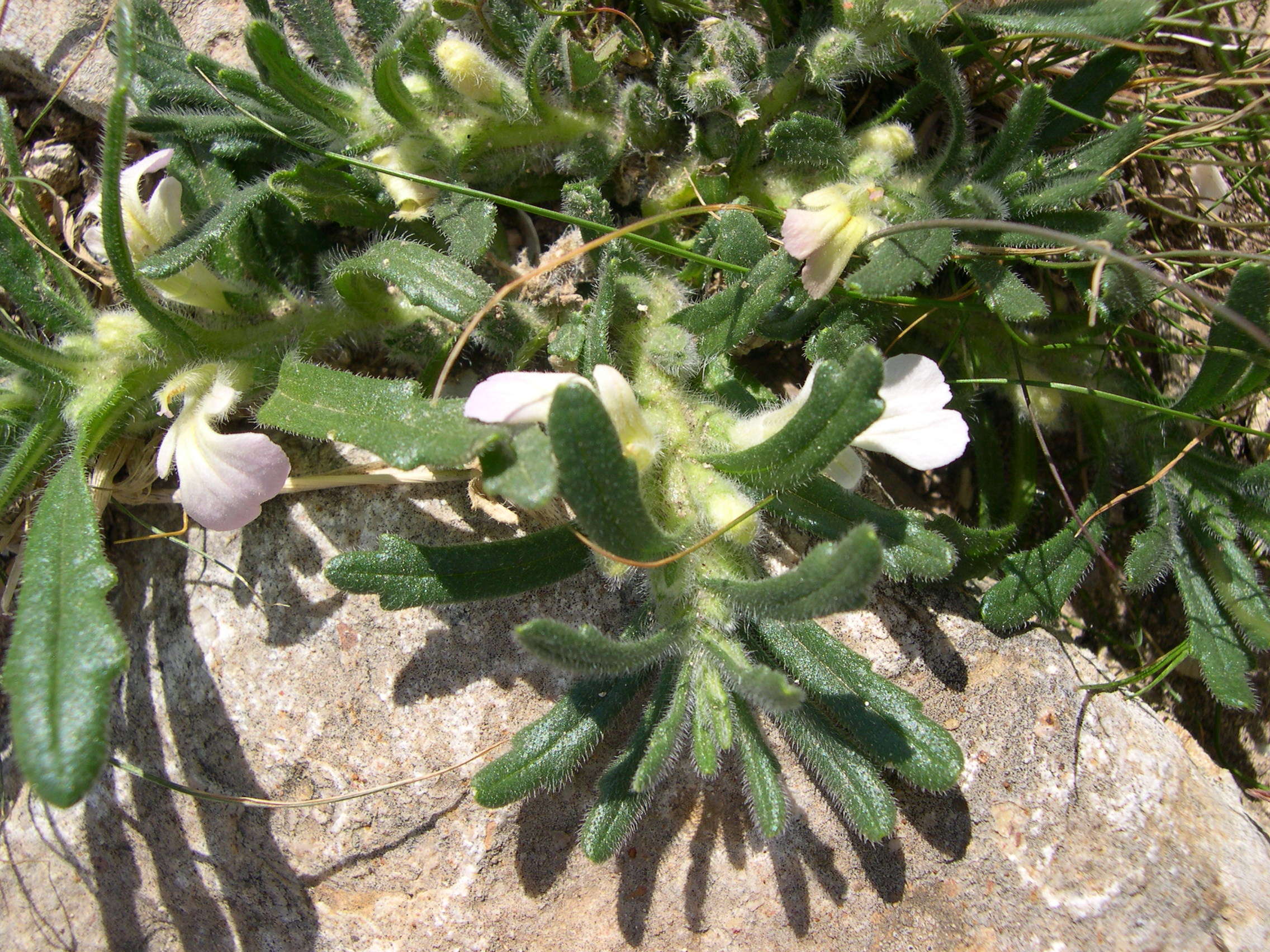 Afficher le média ajuga_iva_iva1md ajuga_iva_iva1md