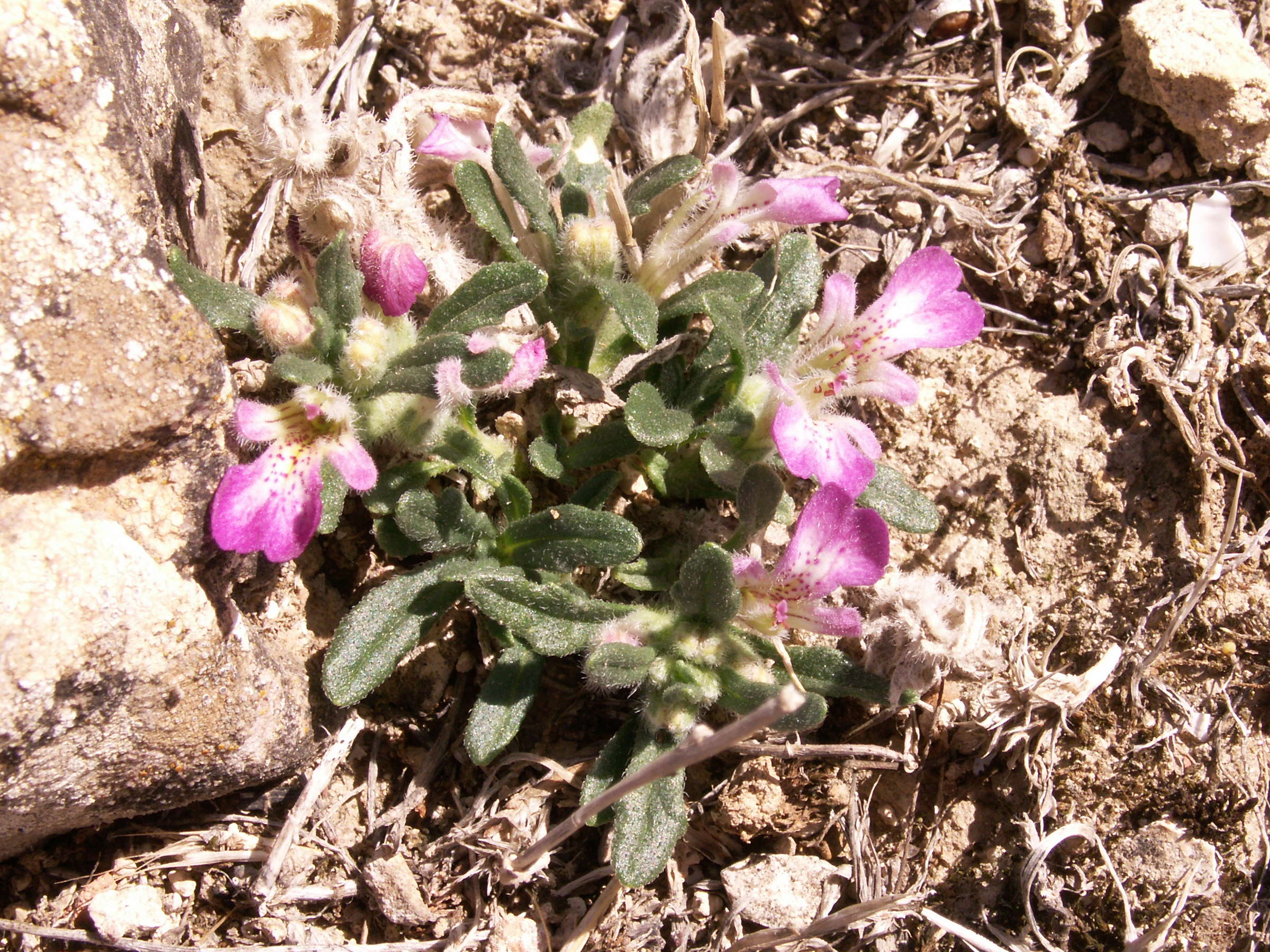 Afficher le média ajuga_iva_iva2bd ajuga_iva_iva2bd