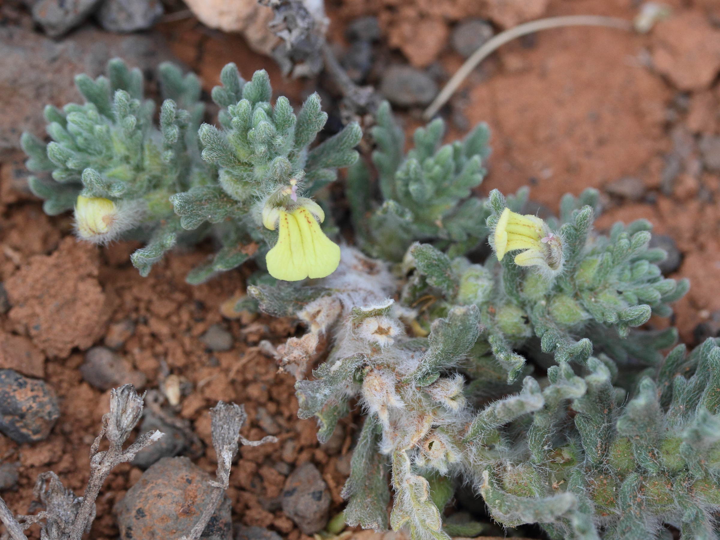 Afficher le média ajuga_iva_pseudo-iva1md ajuga_iva_pseudo-iva1md