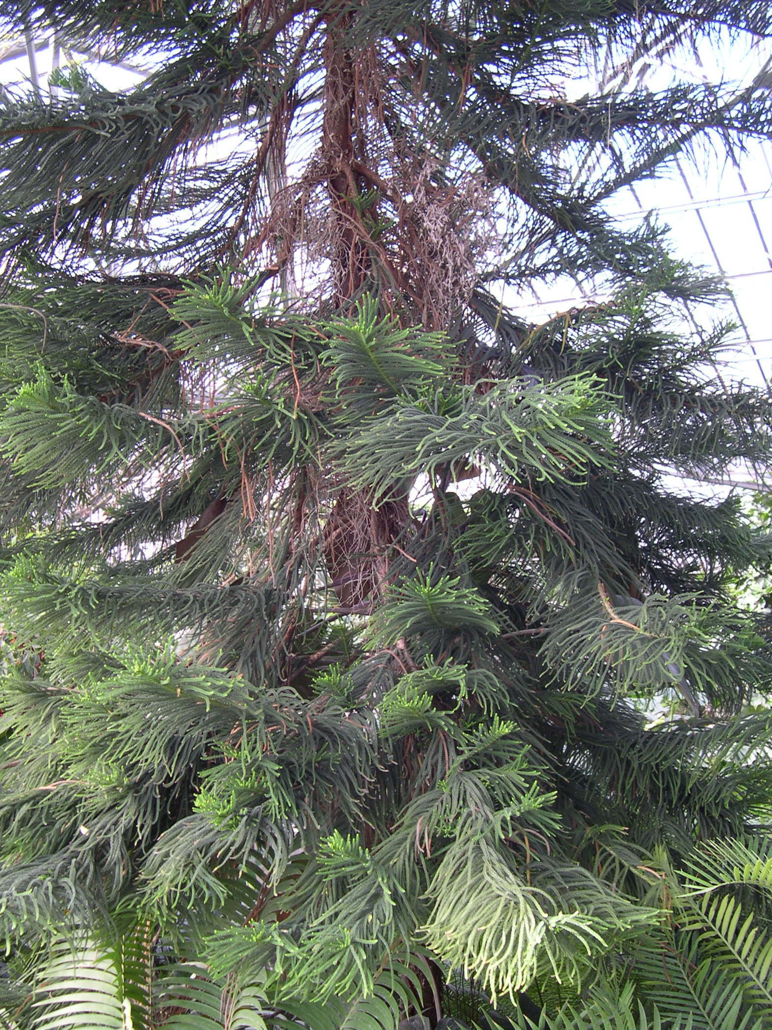 Afficher le média araucaria_cunninghamii1md araucaria_cunninghamii1md