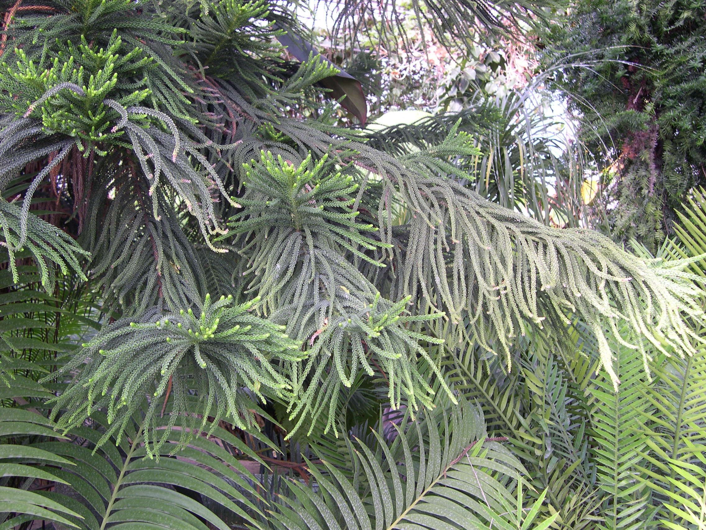 Afficher le média araucaria_cunninghamii2md araucaria_cunninghamii2md