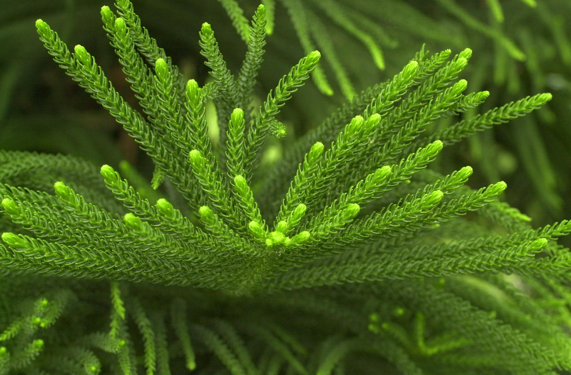 Afficher le média araucaria_cunninghamii3md araucaria_cunninghamii3md