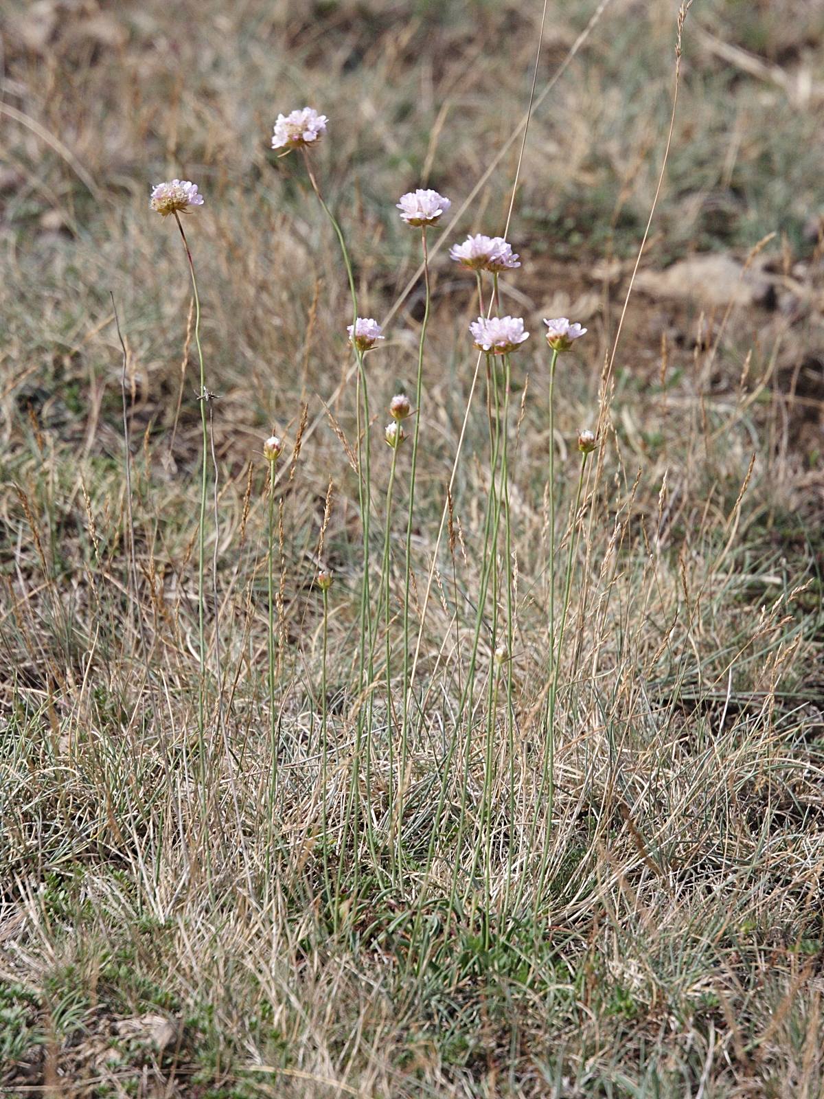 Afficher le média armeria_arenaria_arenaria1md armeria_arenaria_arenaria1md