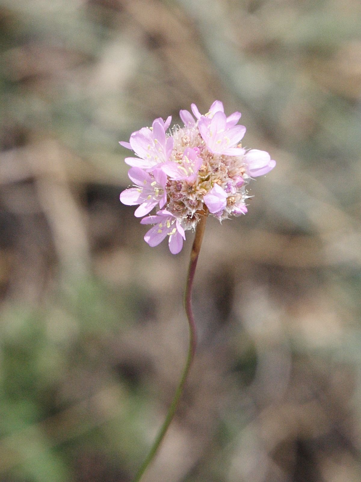 Afficher le média armeria_arenaria_arenaria2md armeria_arenaria_arenaria2md