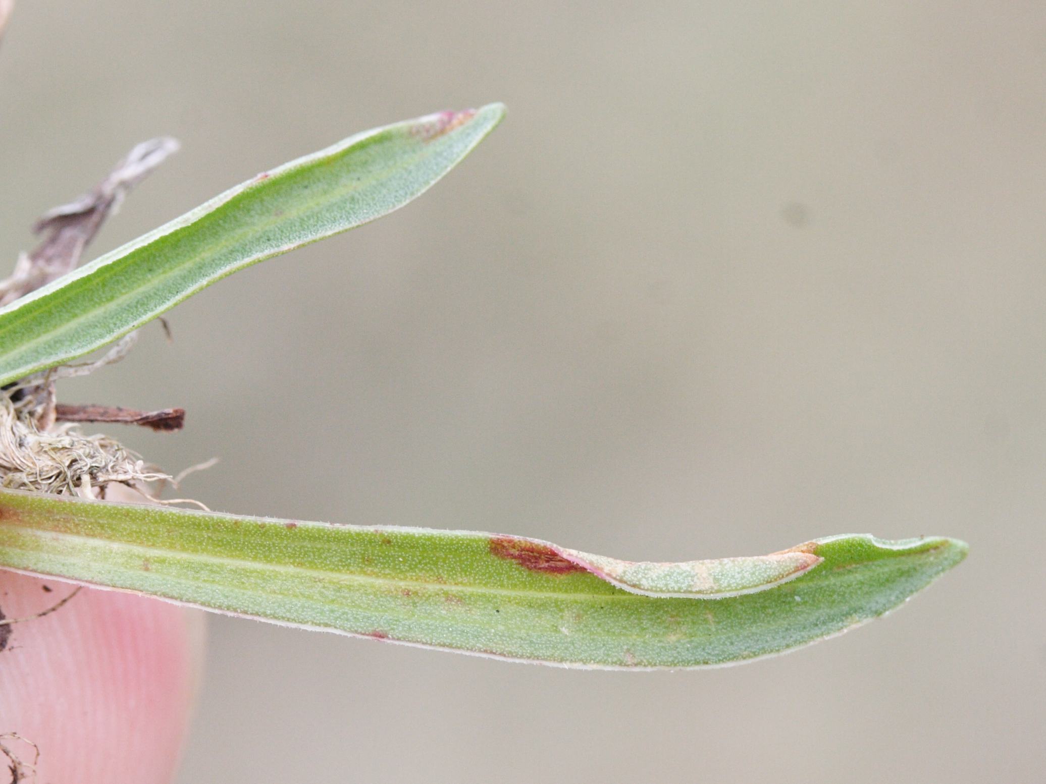 Afficher le média armeria_arenaria_arenaria3md armeria_arenaria_arenaria3md