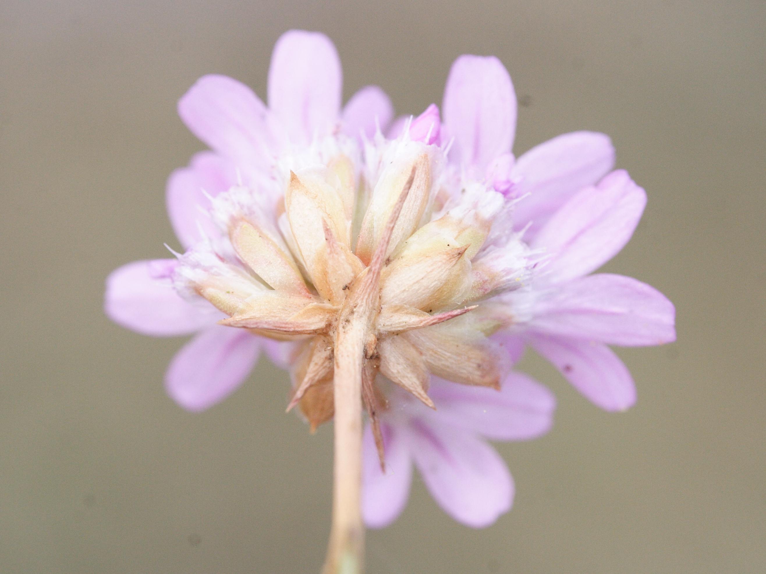 Afficher le média armeria_arenaria_arenaria4md armeria_arenaria_arenaria4md
