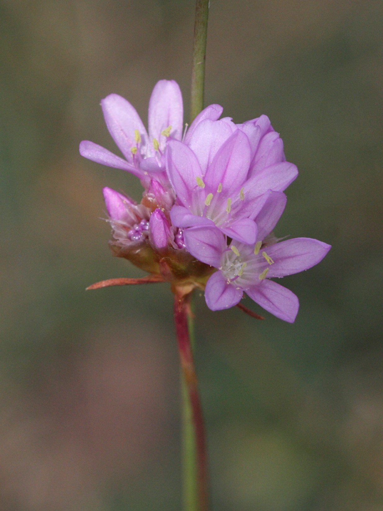 Afficher le média armeria_arenaria_arenaria5bd armeria_arenaria_arenaria5bd