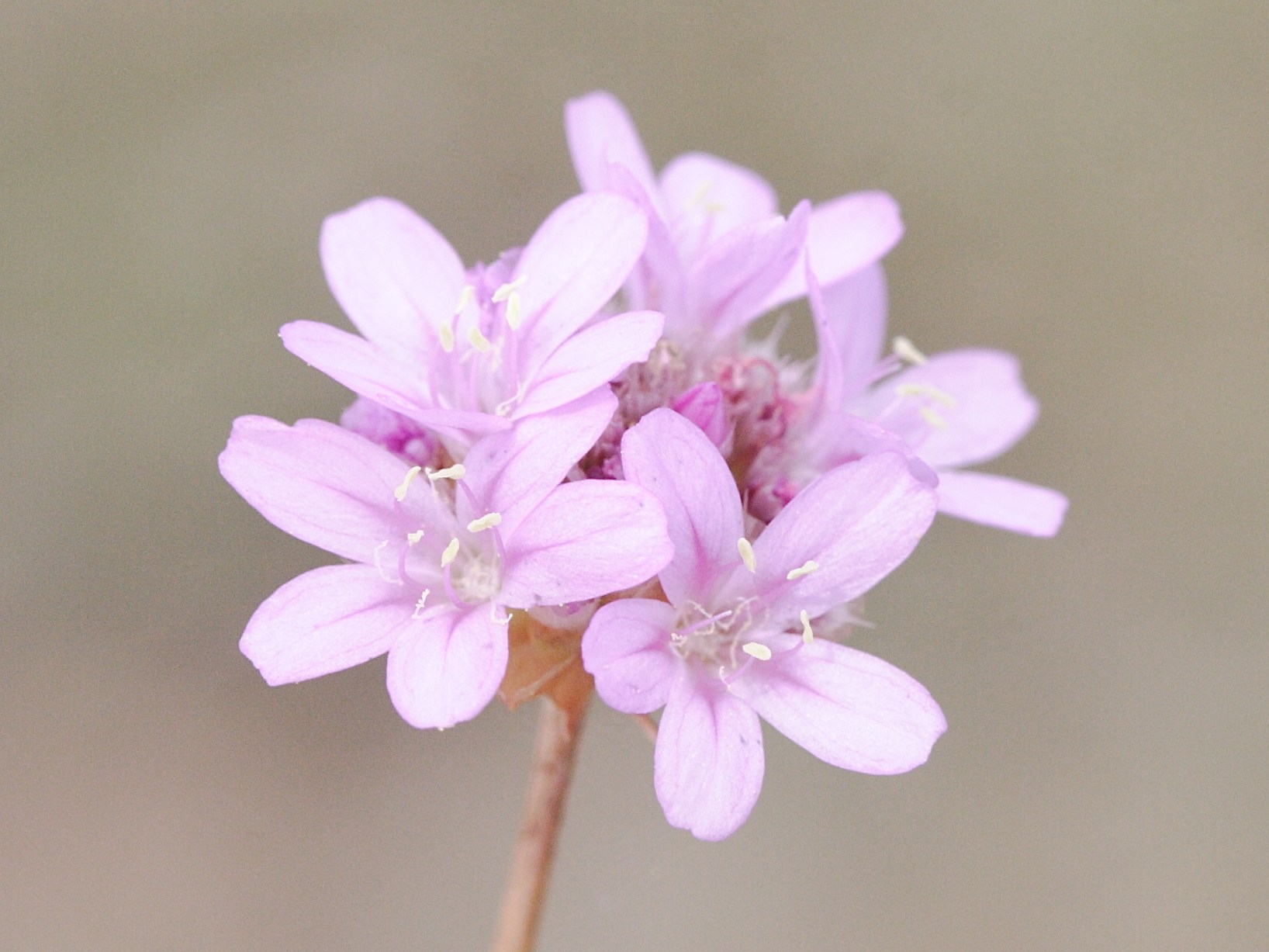 Afficher le média armeria_arenaria_arenaria5md armeria_arenaria_arenaria5md