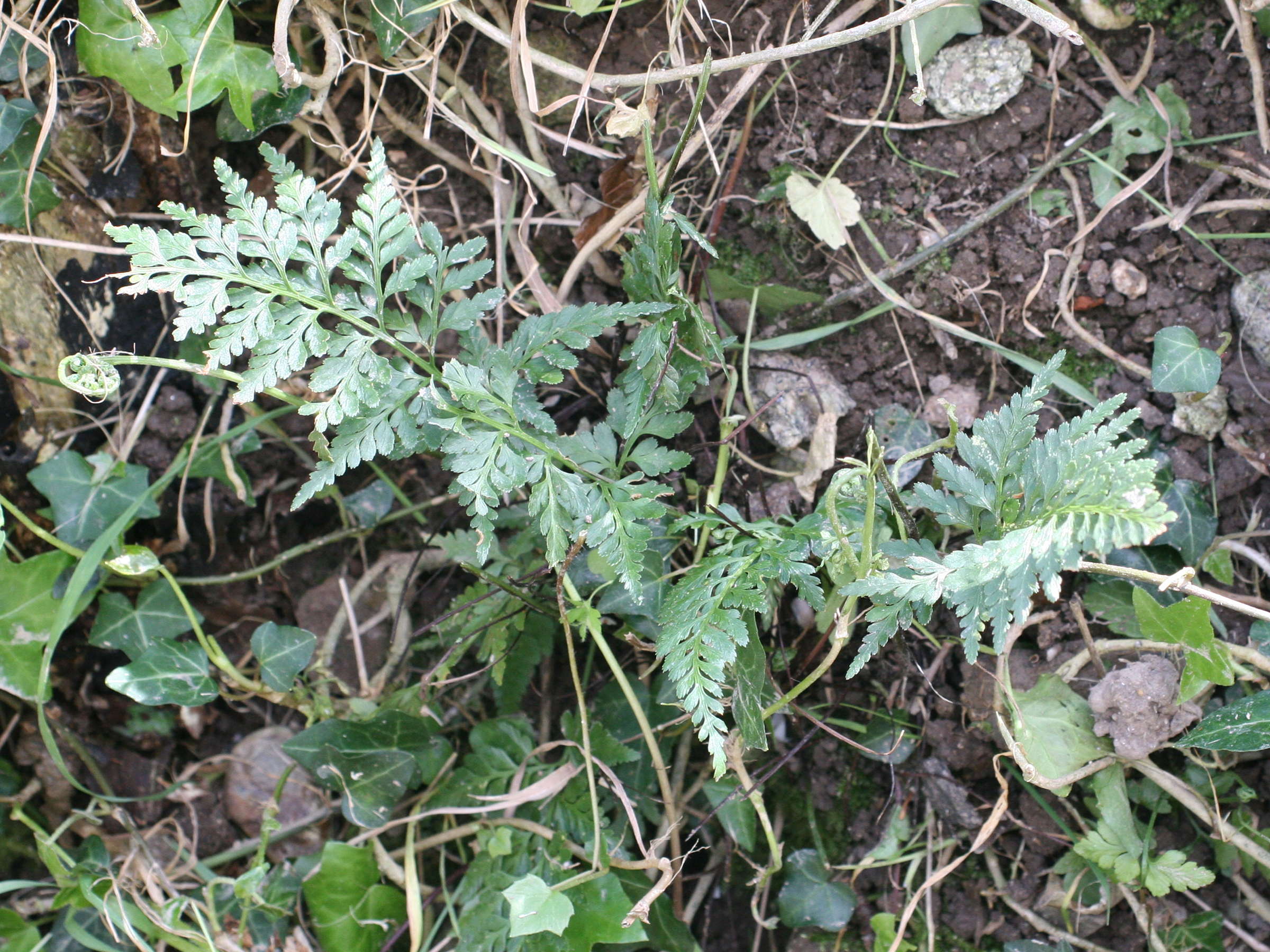 Afficher le média asplenium_adiantum-nigrum1md asplenium_adiantum-nigrum1md