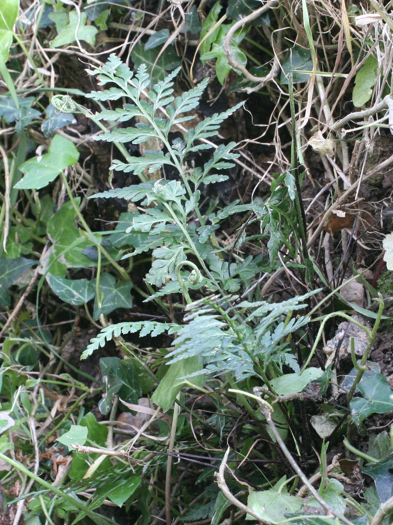Afficher le média asplenium_adiantum-nigrum2md asplenium_adiantum-nigrum2md