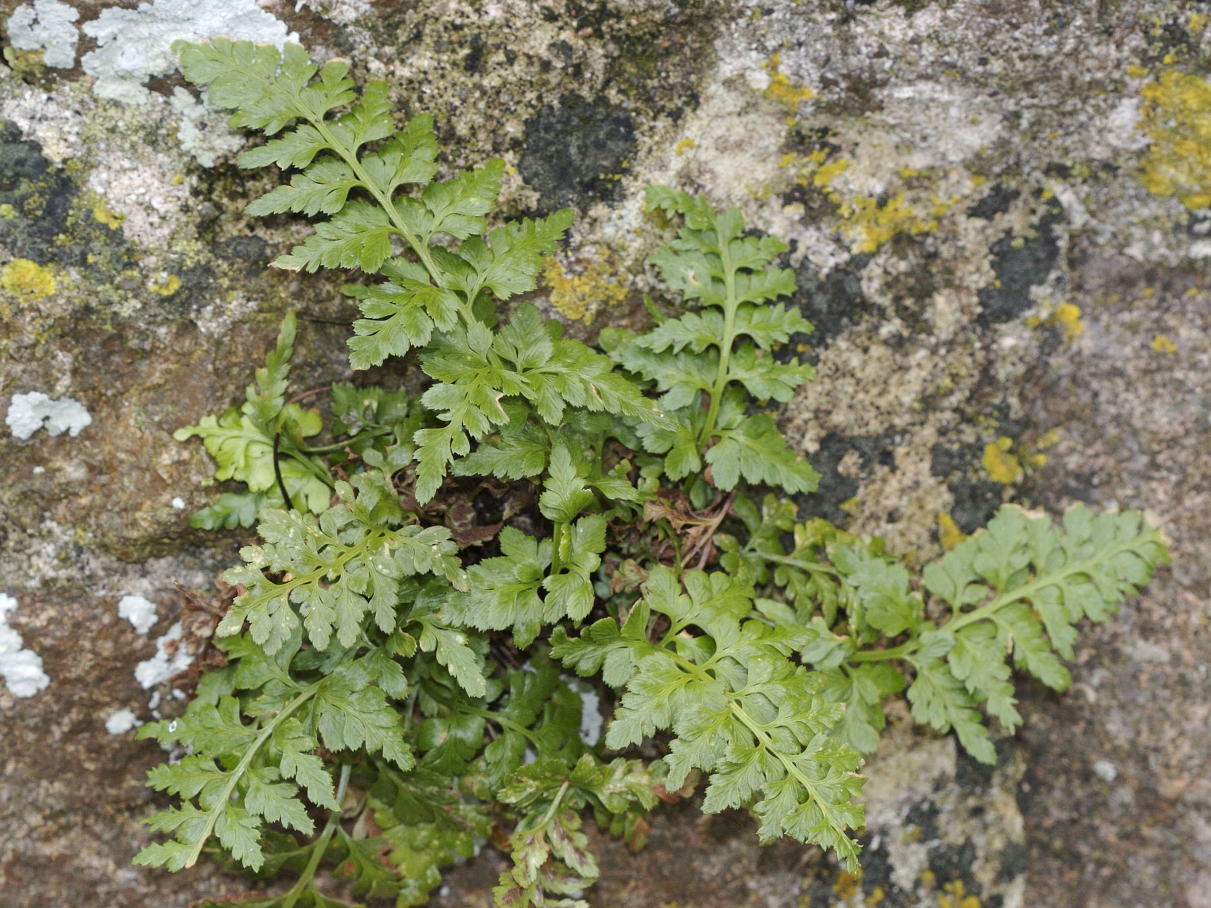 Afficher le média asplenium_adiantum-nigrum4md asplenium_adiantum-nigrum4md