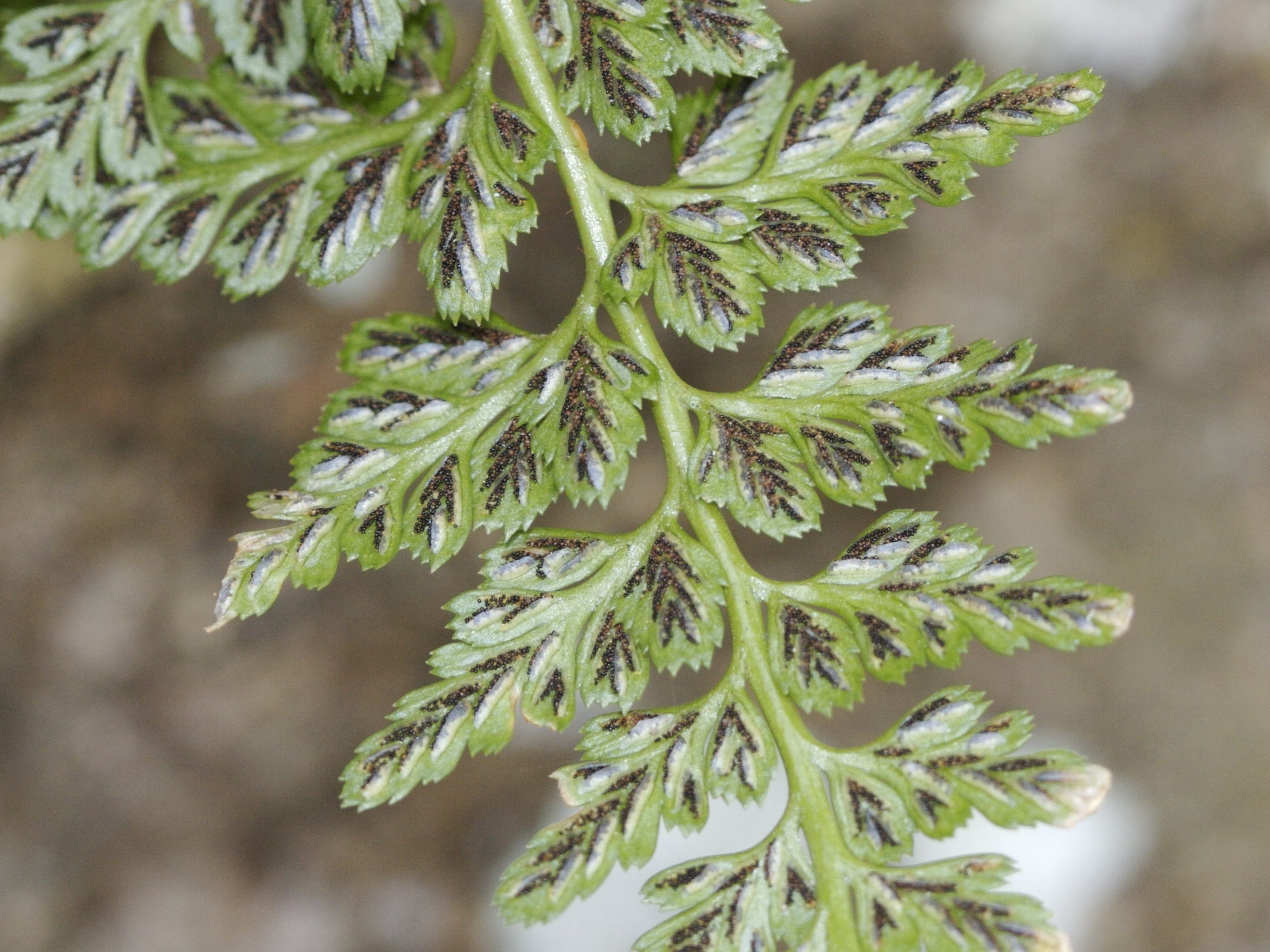 Afficher le média asplenium_adiantum-nigrum5md asplenium_adiantum-nigrum5md