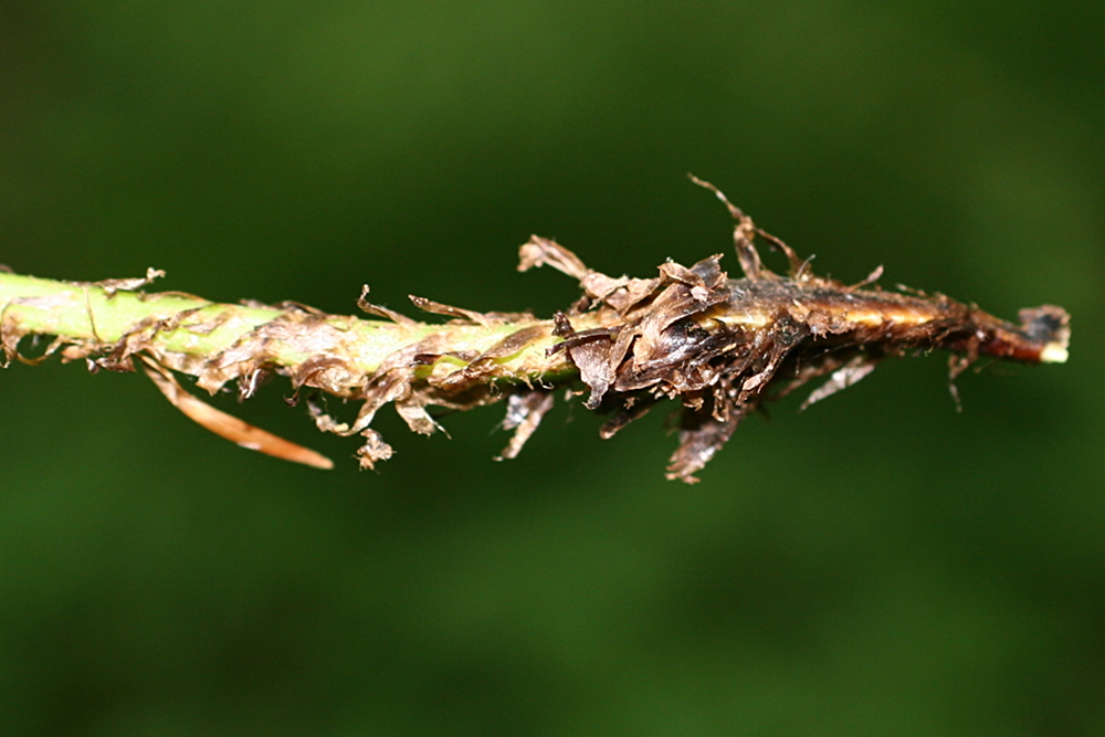 Afficher le média athyrium_filix-femina5md athyrium_filix-femina5md