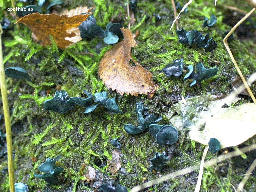 Afficher le média chlorociboria_aeruginacsens2md chlorociboria_aeruginacsens2md