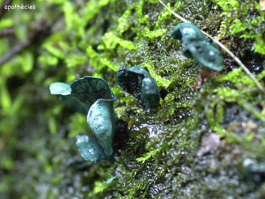 Afficher le média chlorociboria_aeruginacsens3md chlorociboria_aeruginacsens3md