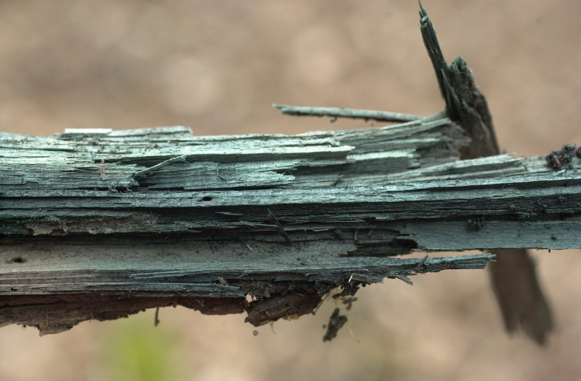 Afficher le média chlorociboria_aeruginascens1md chlorociboria_aeruginascens1md