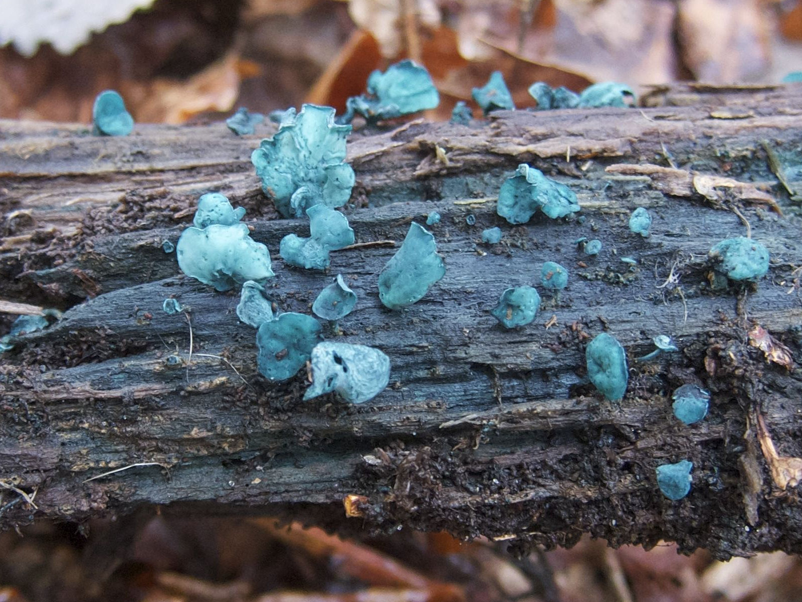 Afficher le média chlorociboria_aeruginascens4bd chlorociboria_aeruginascens4bd