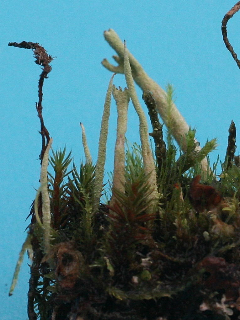 cladonia_conocrea1md