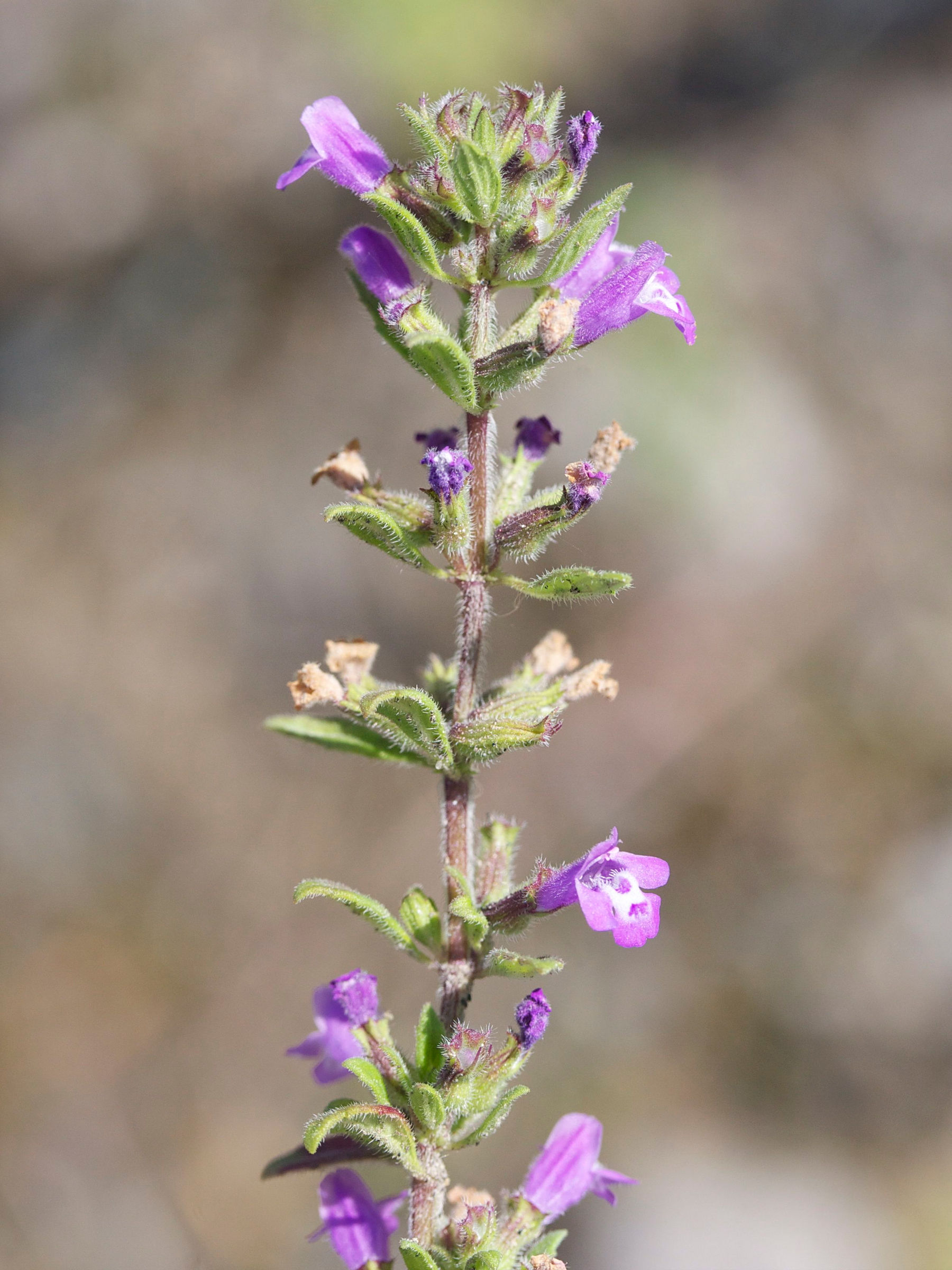 Afficher le média clinopodium_acinos2md clinopodium_acinos2md