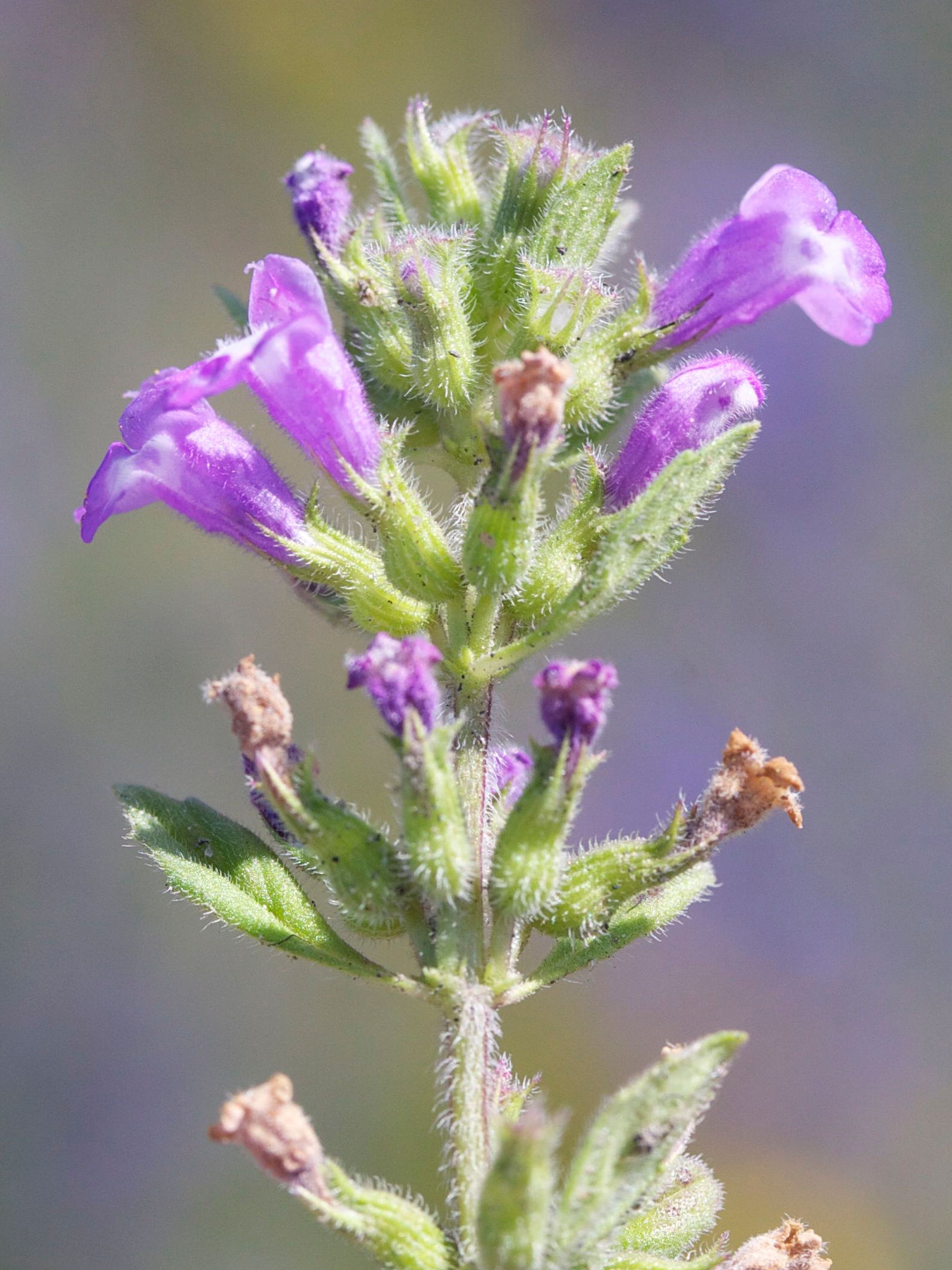 Afficher le média clinopodium_acinos3md clinopodium_acinos3md