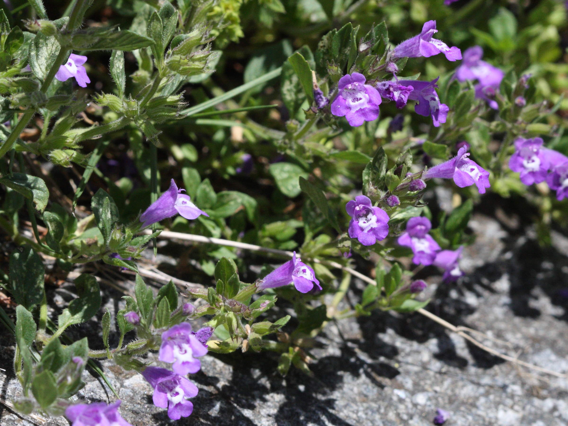 Afficher le média clinopodium_acinos4bd clinopodium_acinos4bd