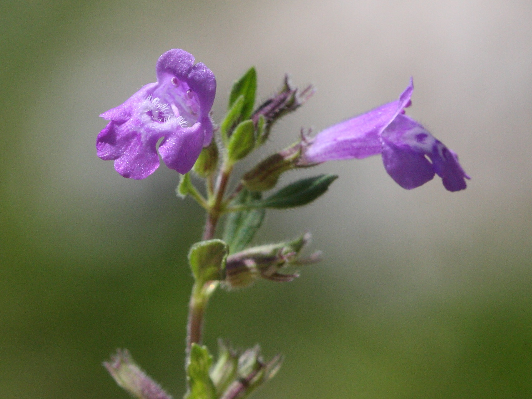 Afficher le média clinopodium_acinos5bd clinopodium_acinos5bd