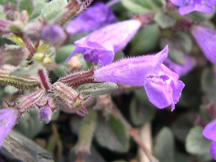 Afficher le média clinopodium_alpinum2md clinopodium_alpinum2md