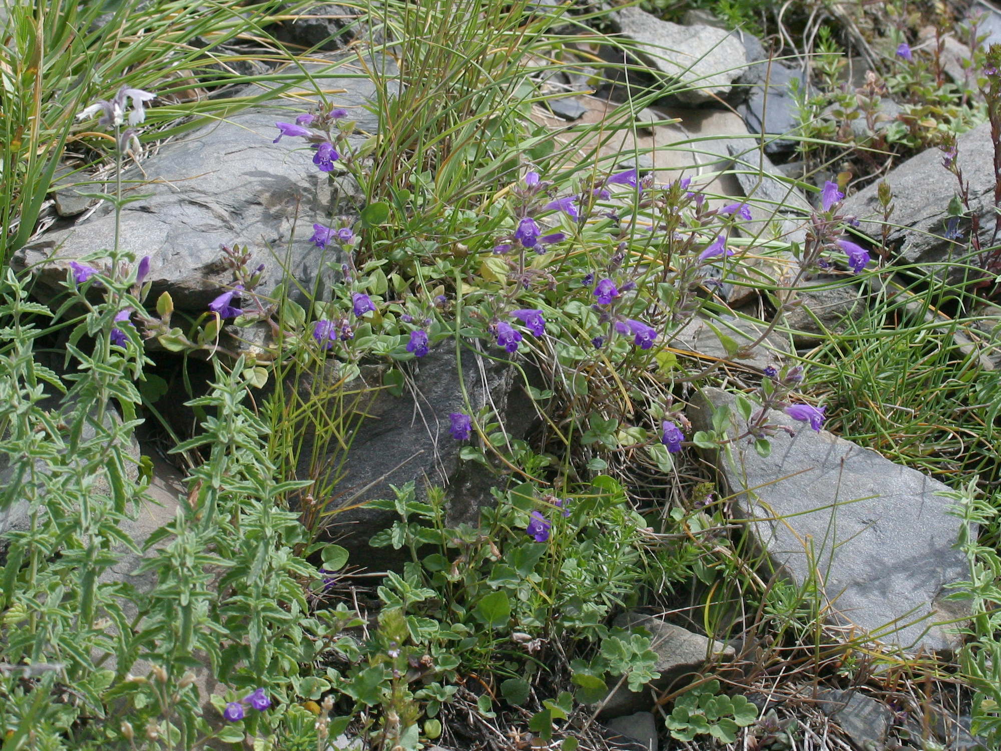 Afficher le média clinopodium_alpinum3md clinopodium_alpinum3md