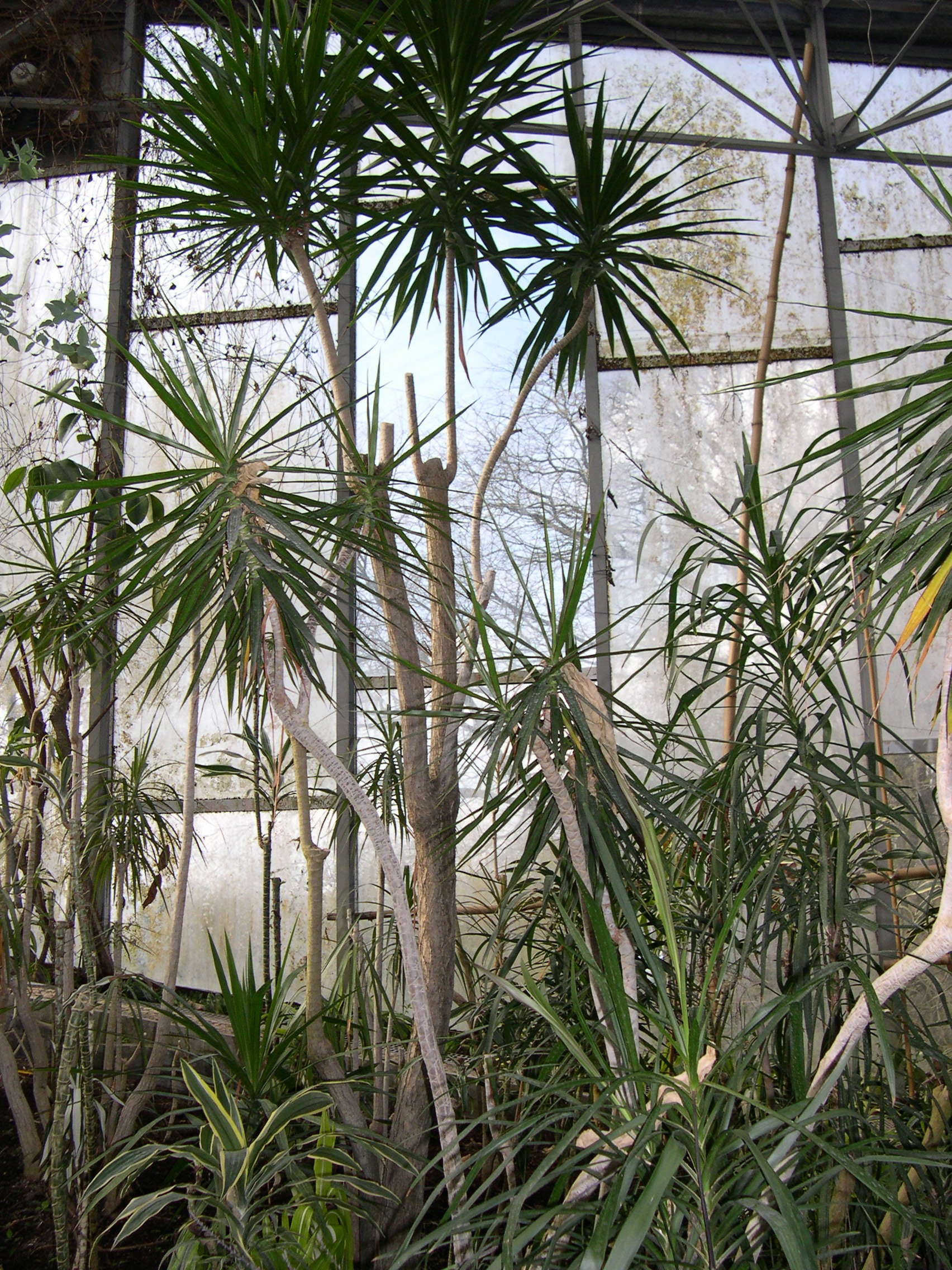 dracaena_umbracilifera1md