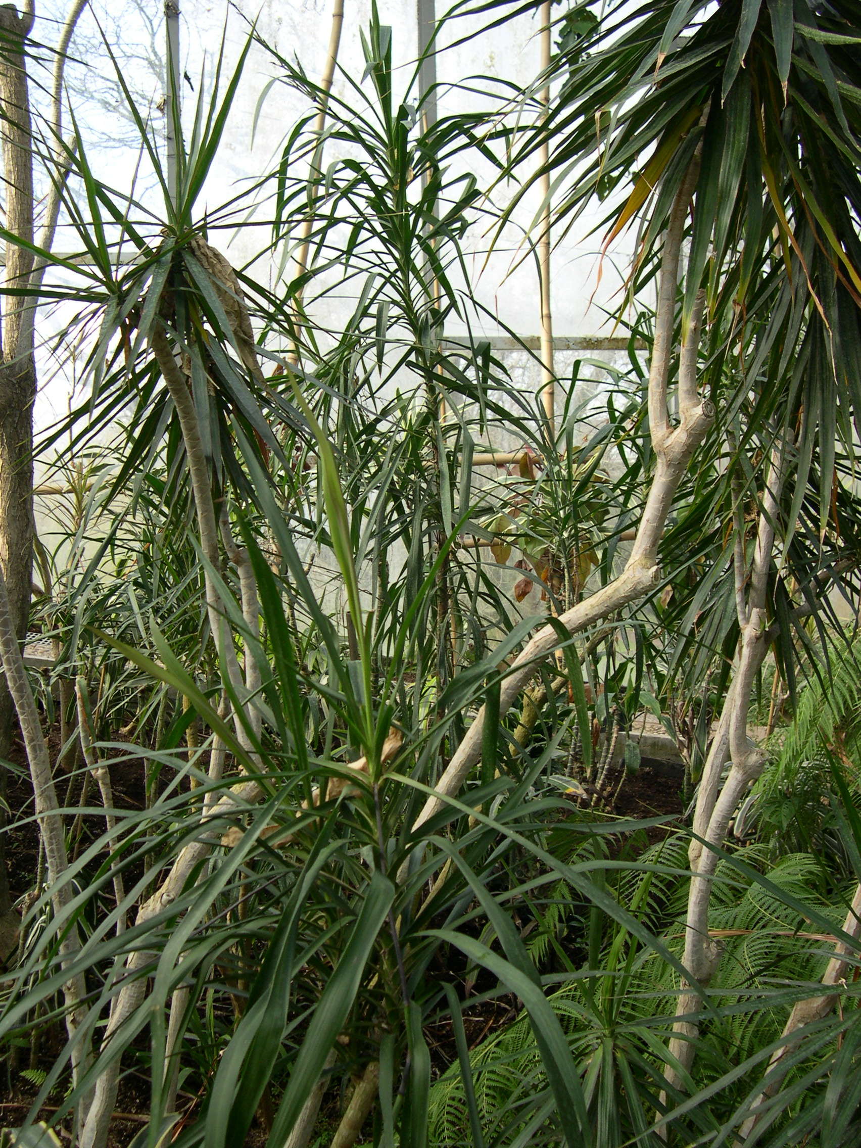 dracaena_umbracilifera2md