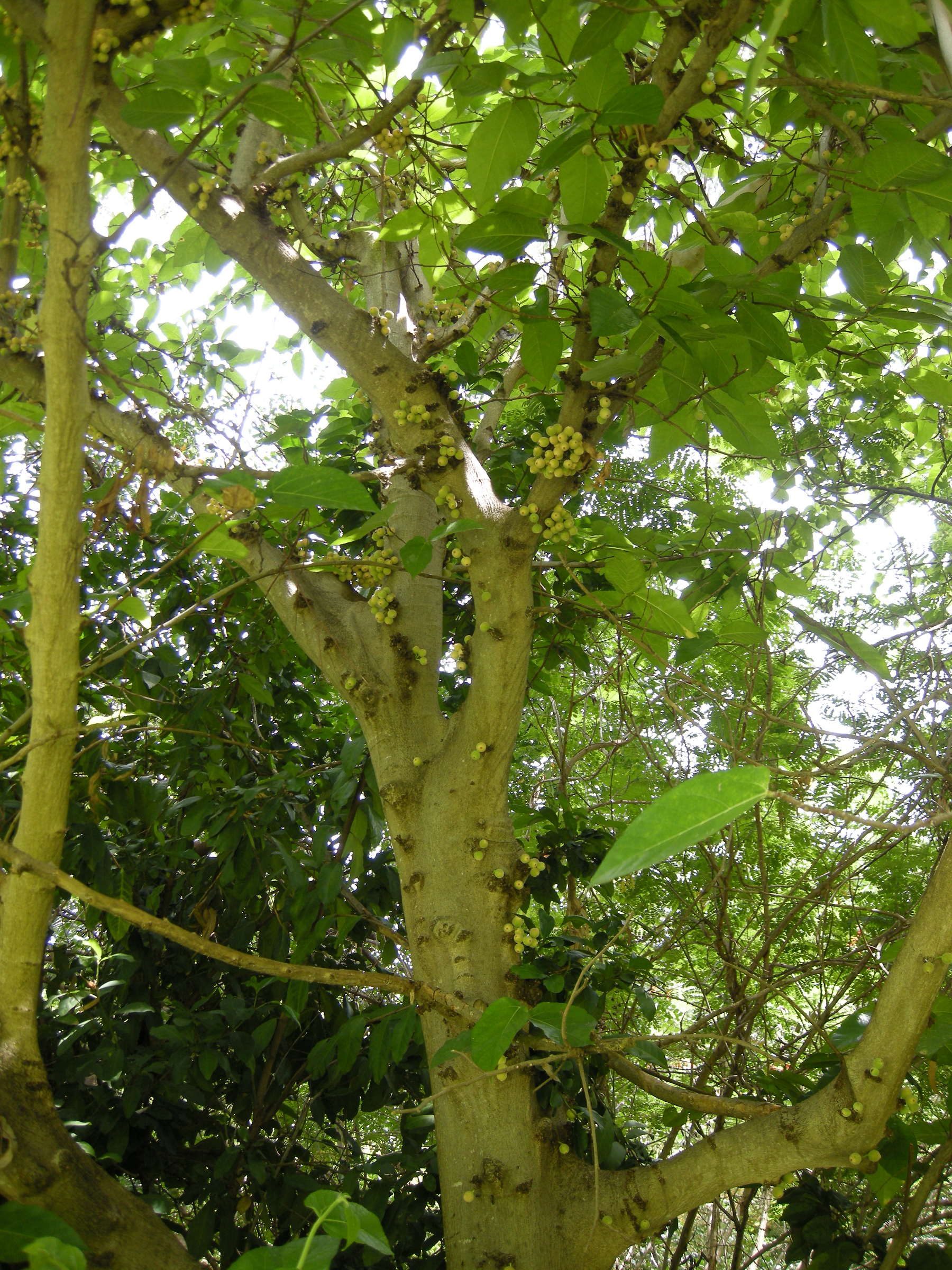 ficus_aspera3md