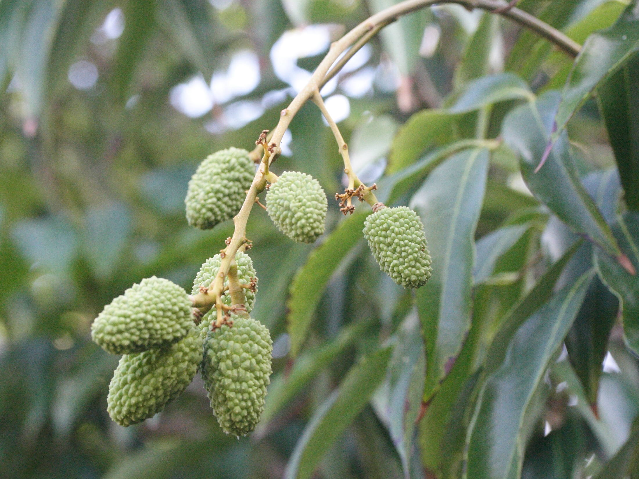 Afficher le média litchi_chinensis5md litchi_chinensis5md