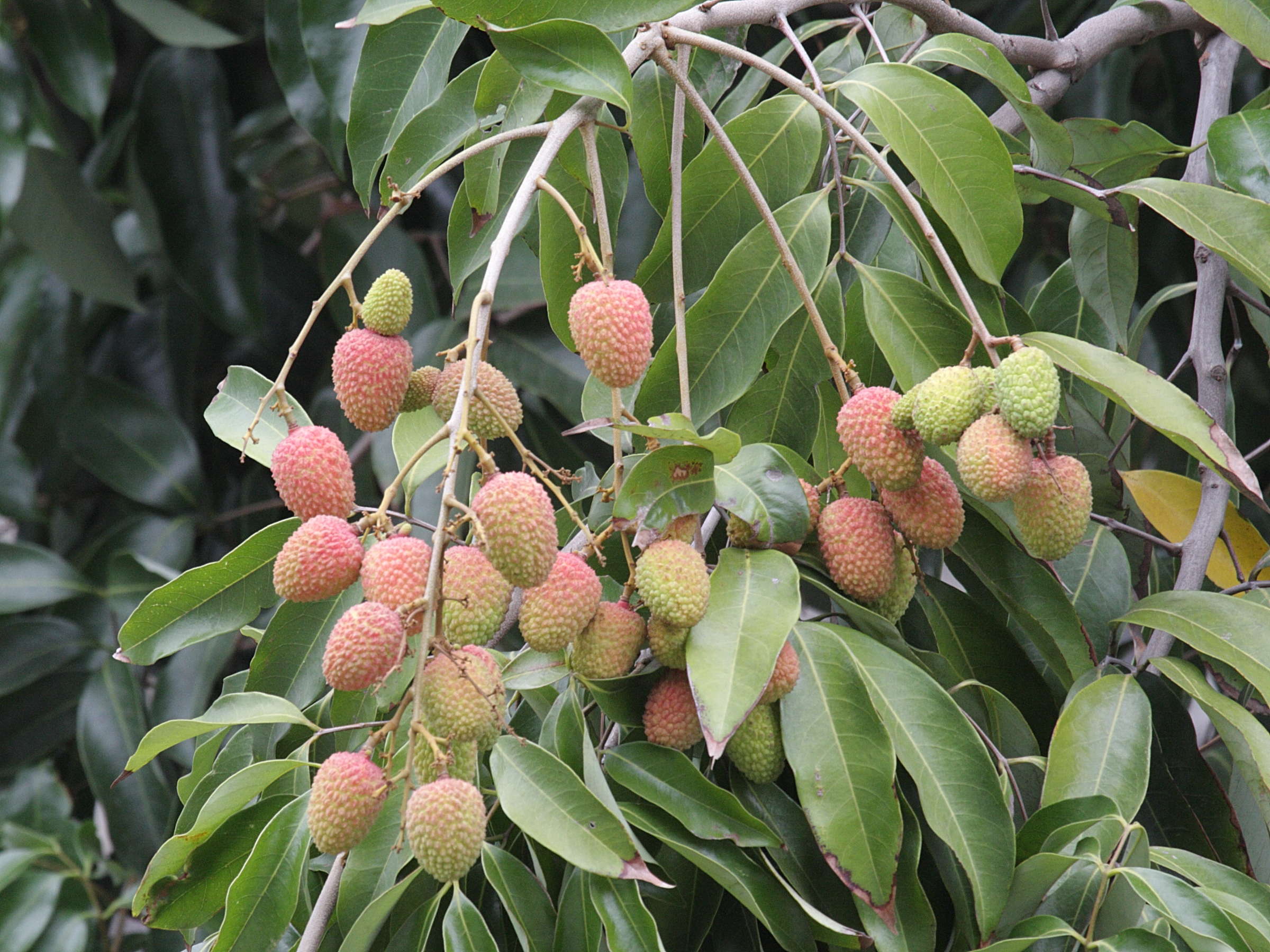 Afficher le média litchi_chinensis6bd litchi_chinensis6bd